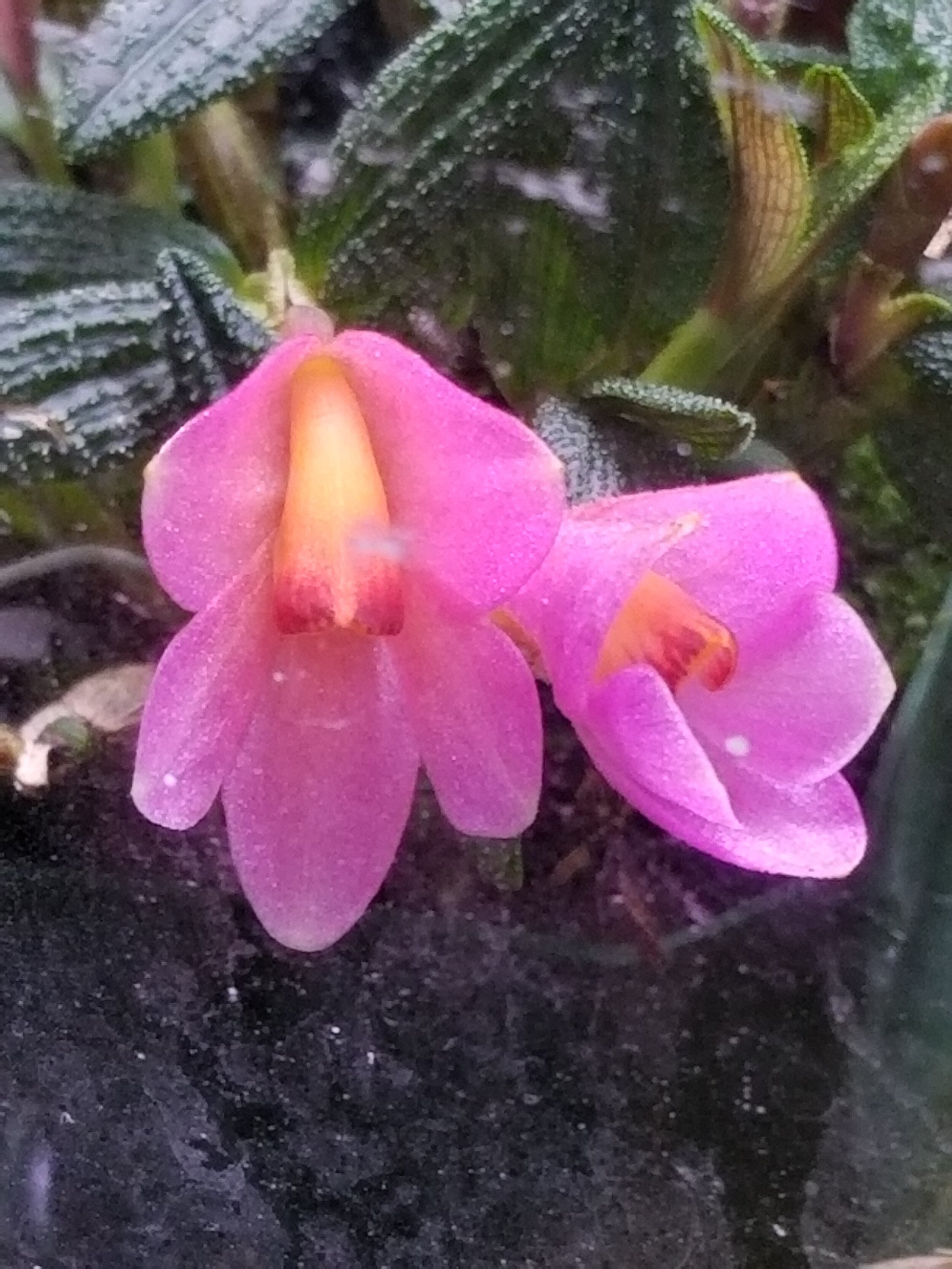 Dendrobium cuthbertsonii