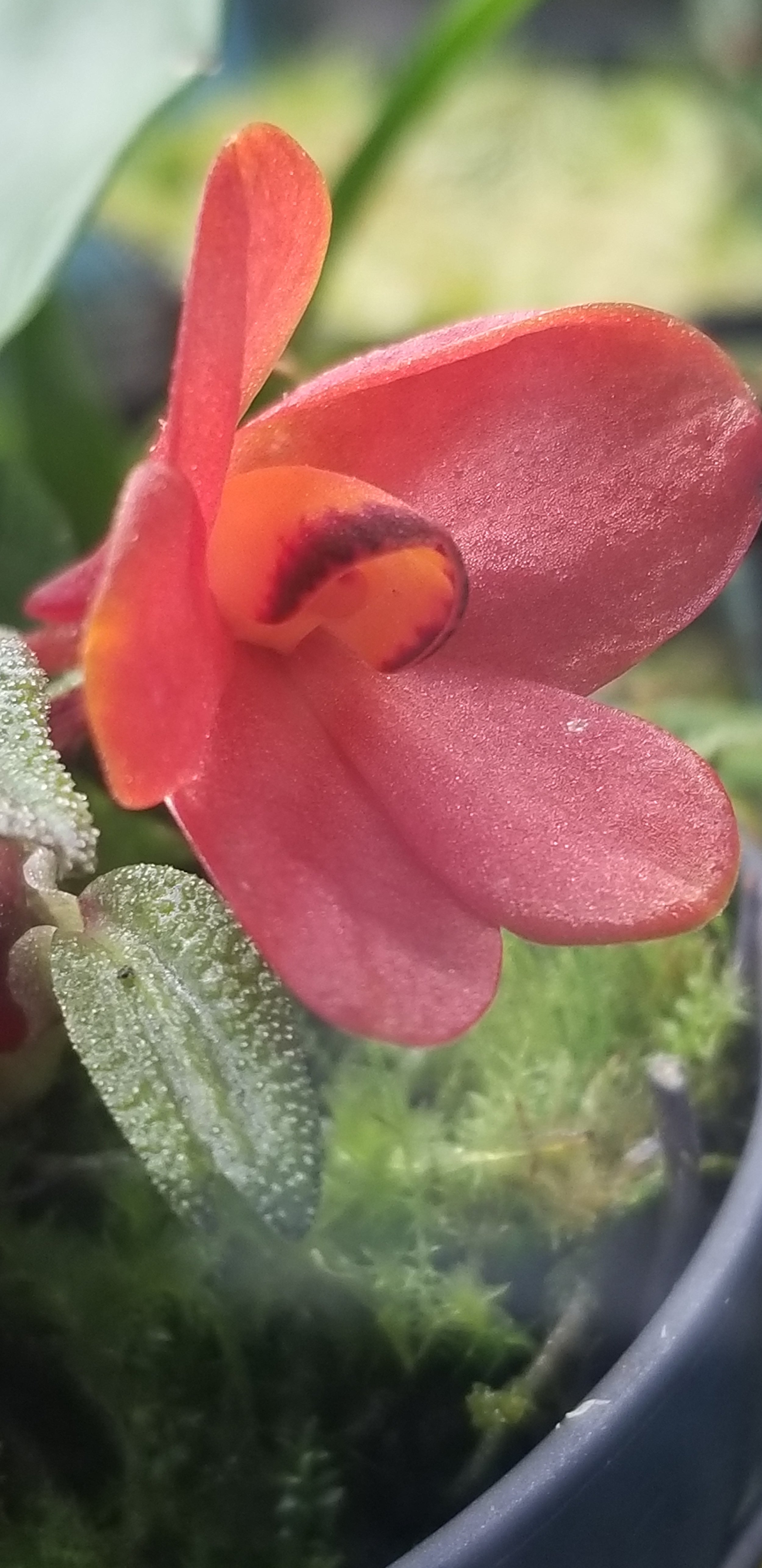 Dendrobium cuthbertsonii 'red'