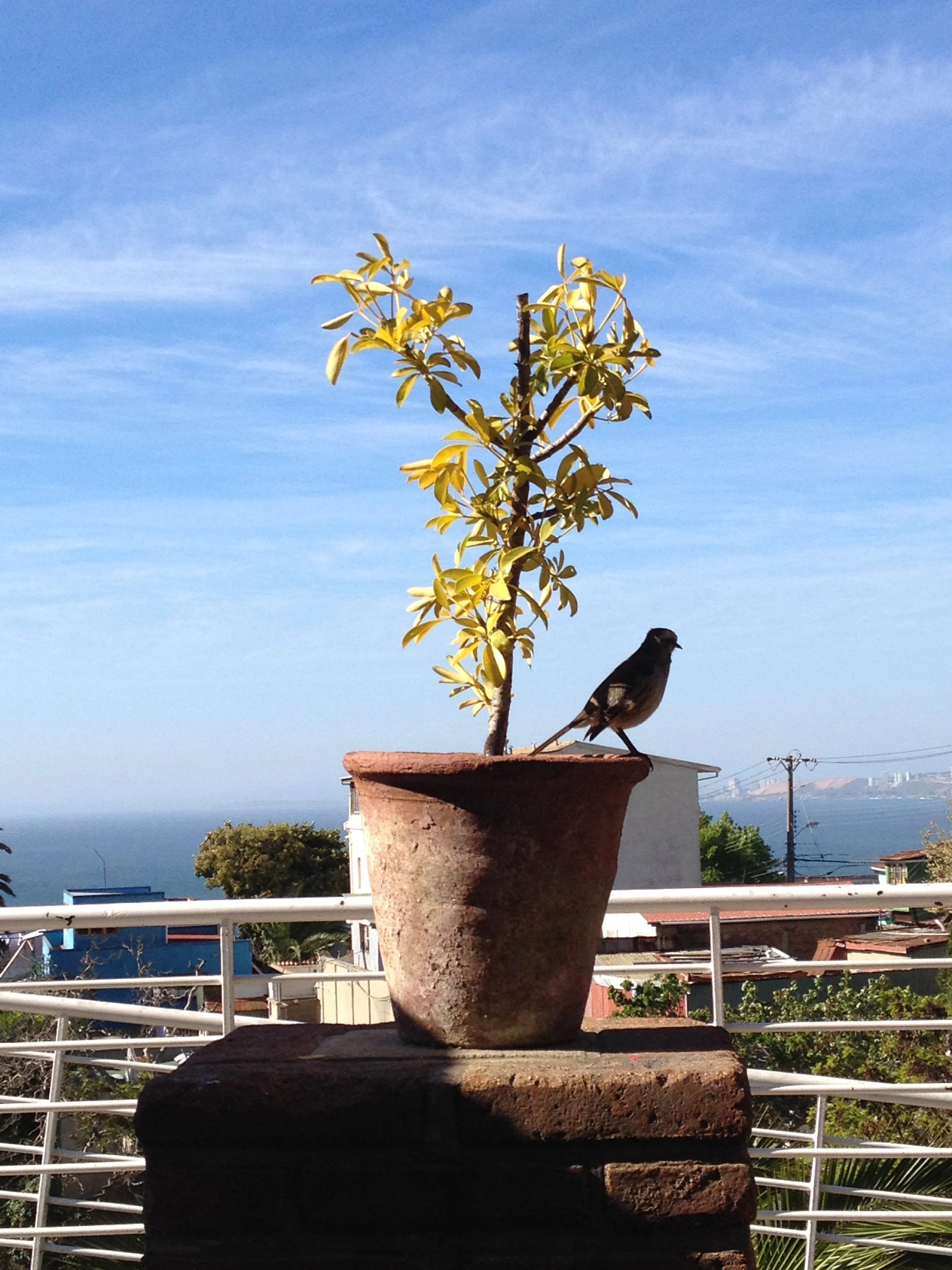I made friends with this bird at Pablo Neruda's house. 