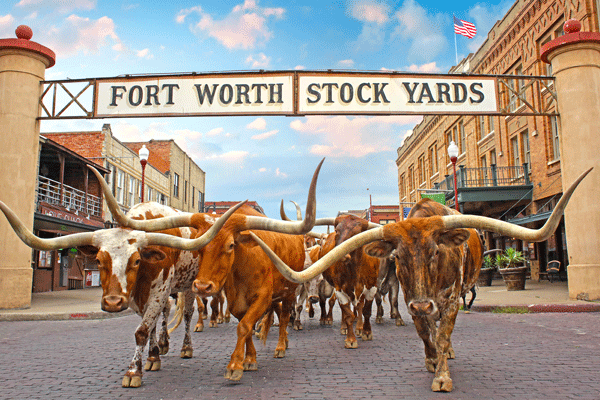 An abundance of longhorns! Who doesn't love longhorns?