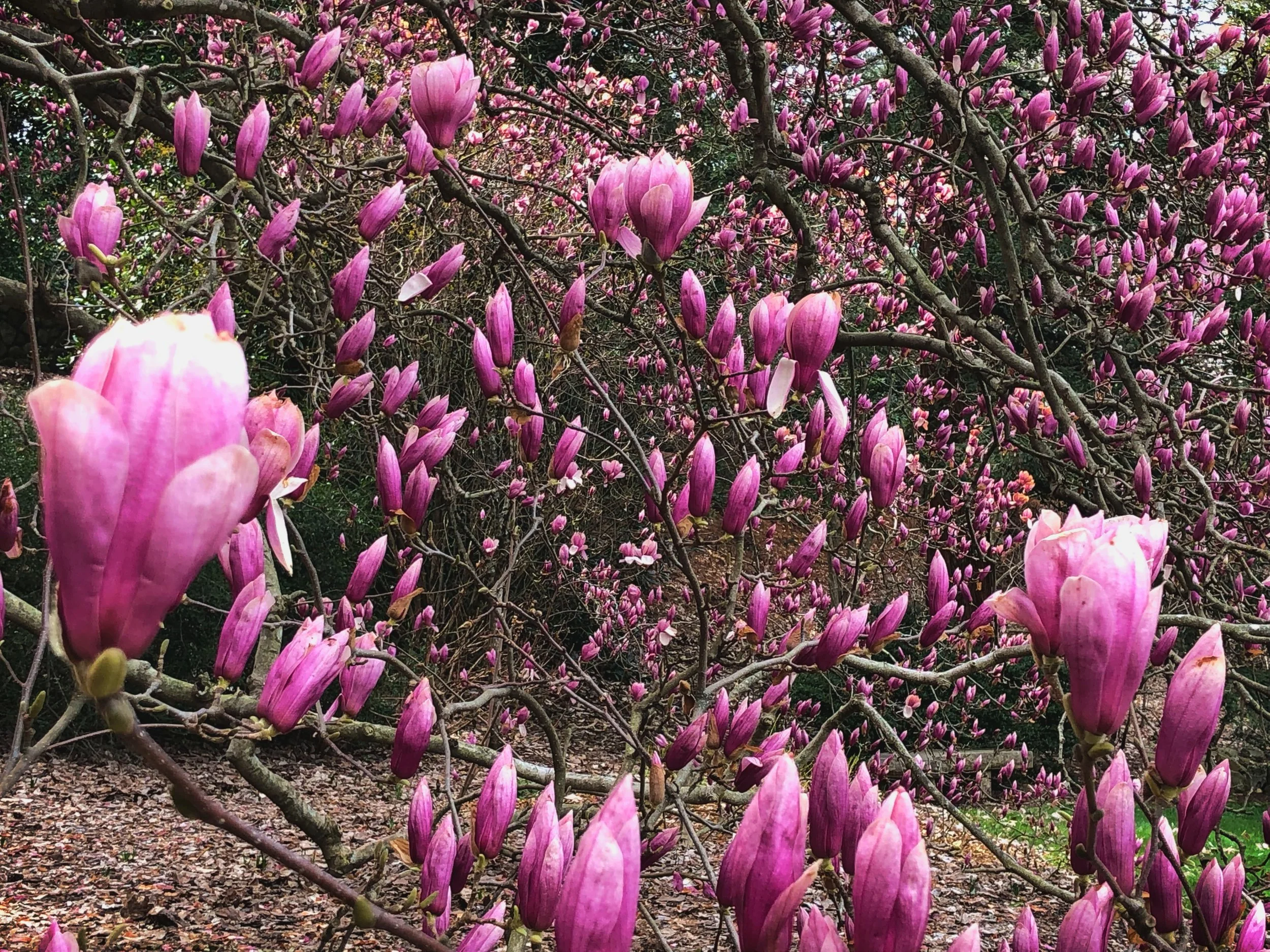 Magnolia.jpg