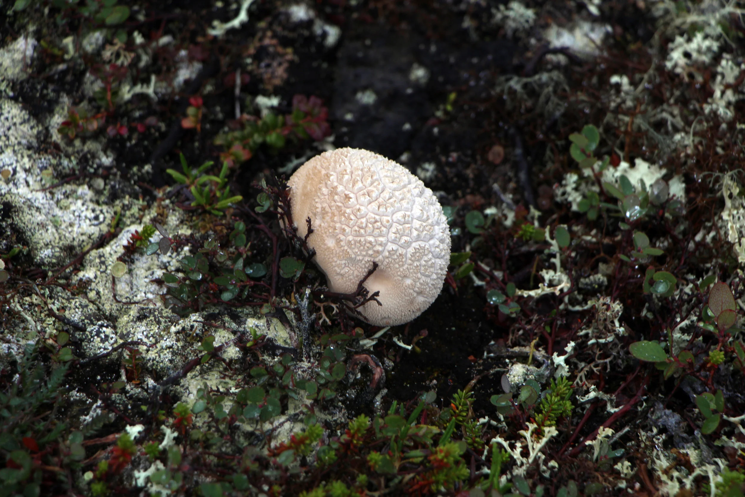 mushroom.jpg