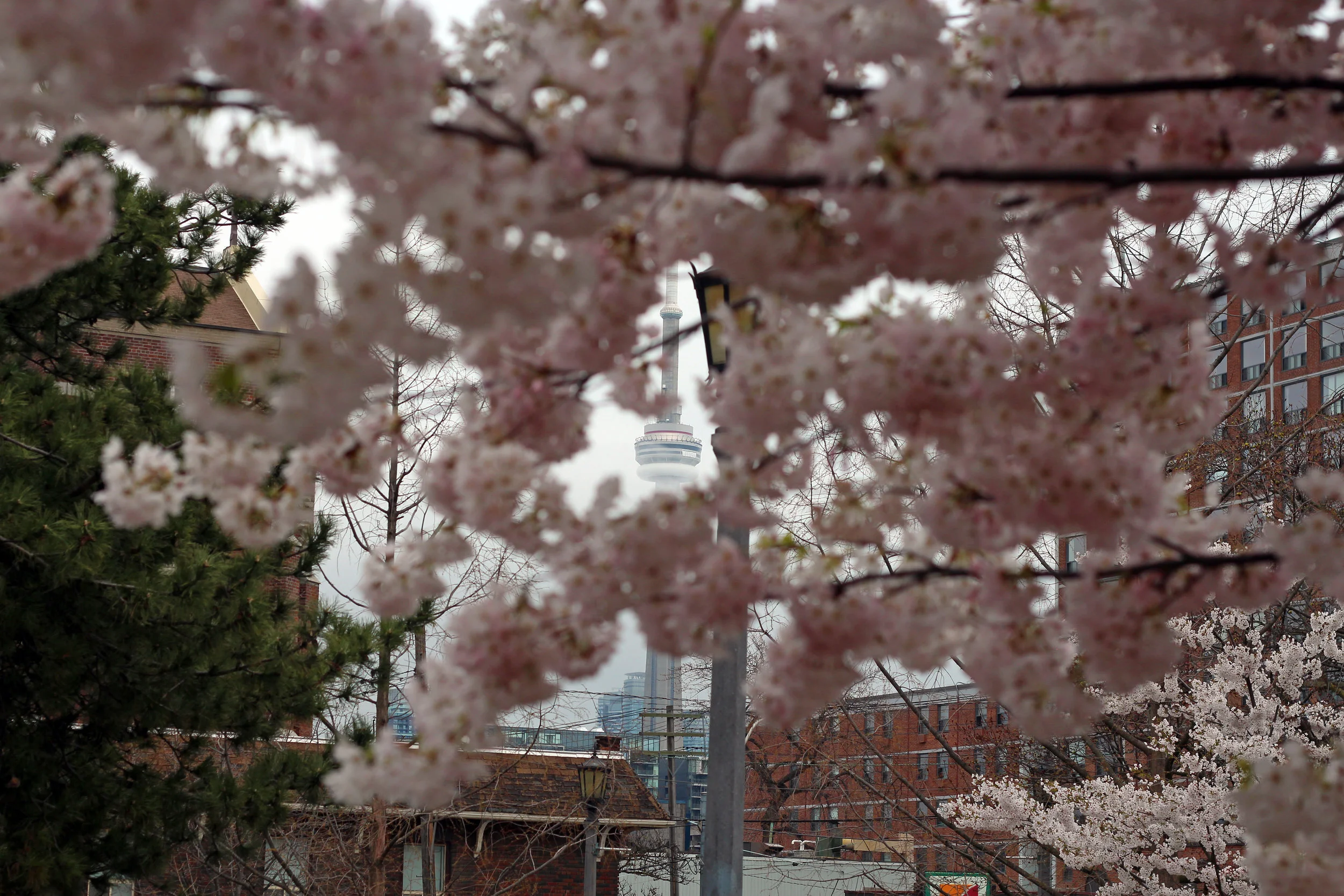 cherryblossomsCN.jpg