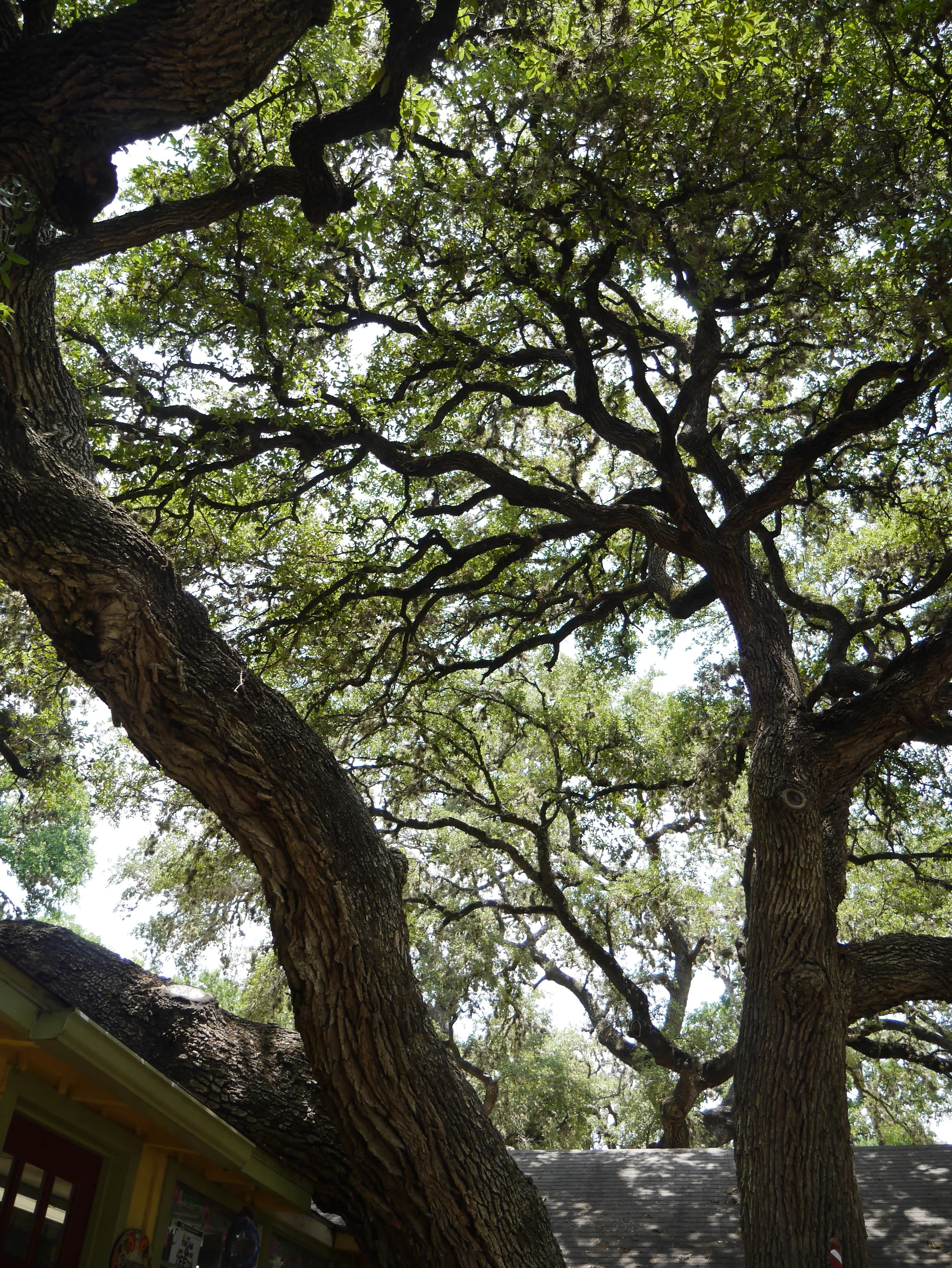 Shady oak trees 