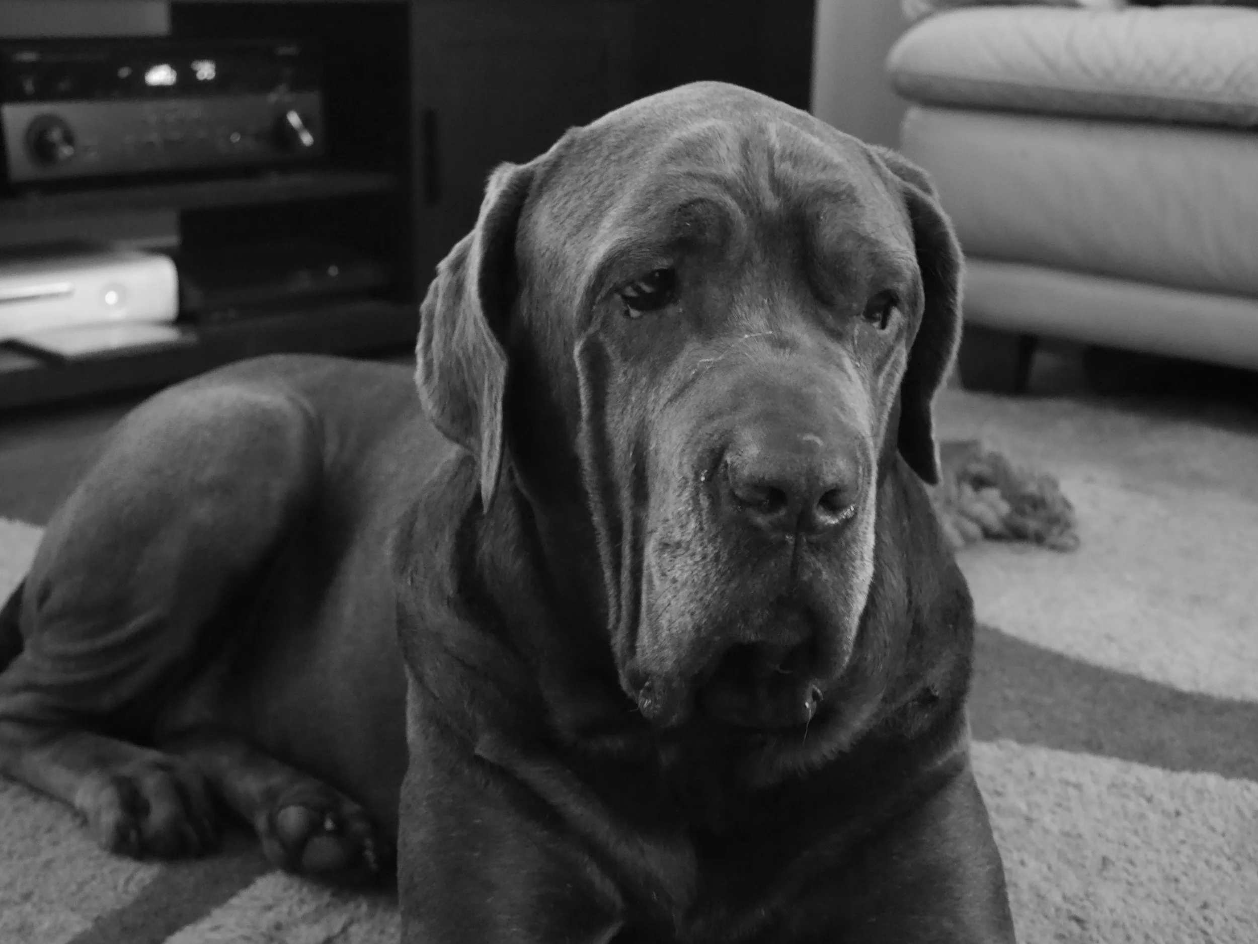 Pros and Cons of Owning a Big Dog