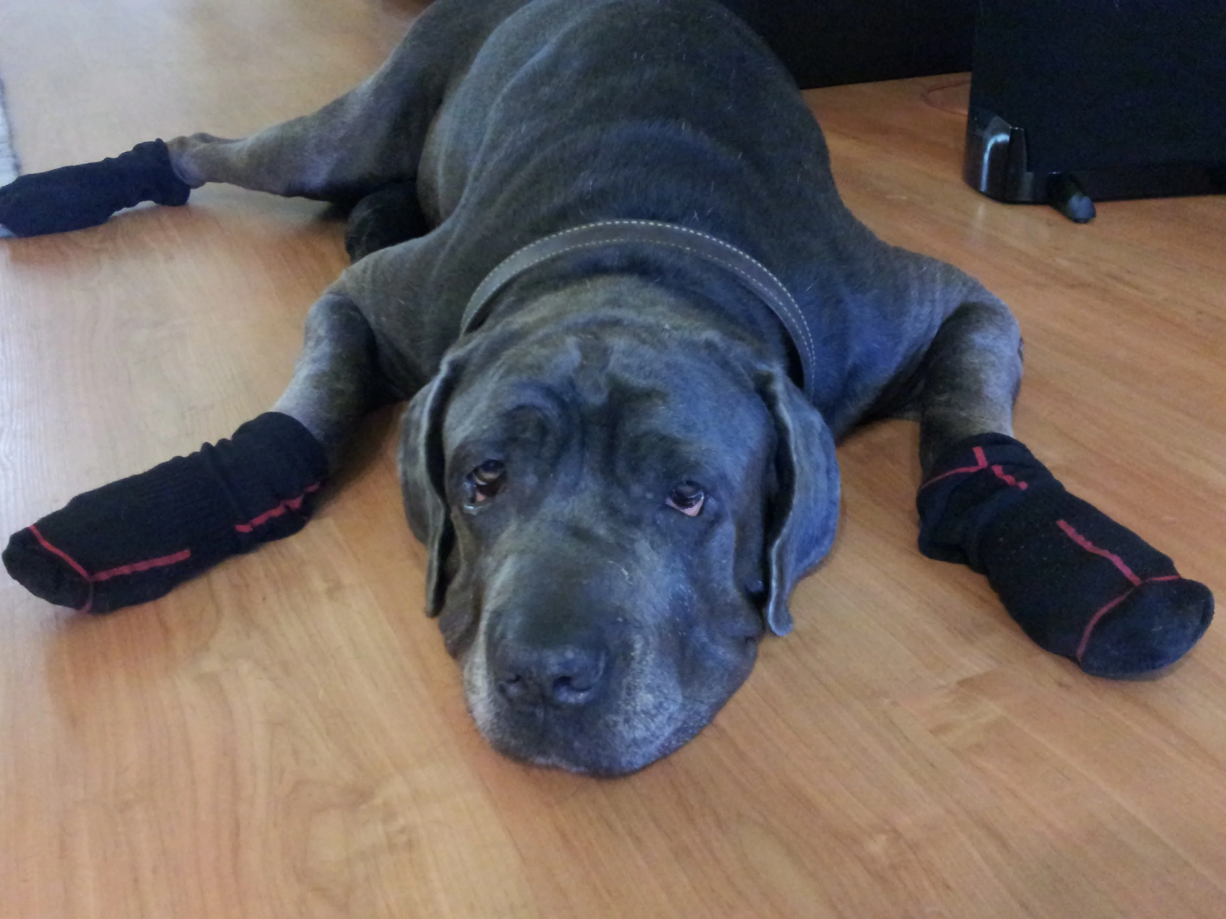 She was not amused by the socks. 