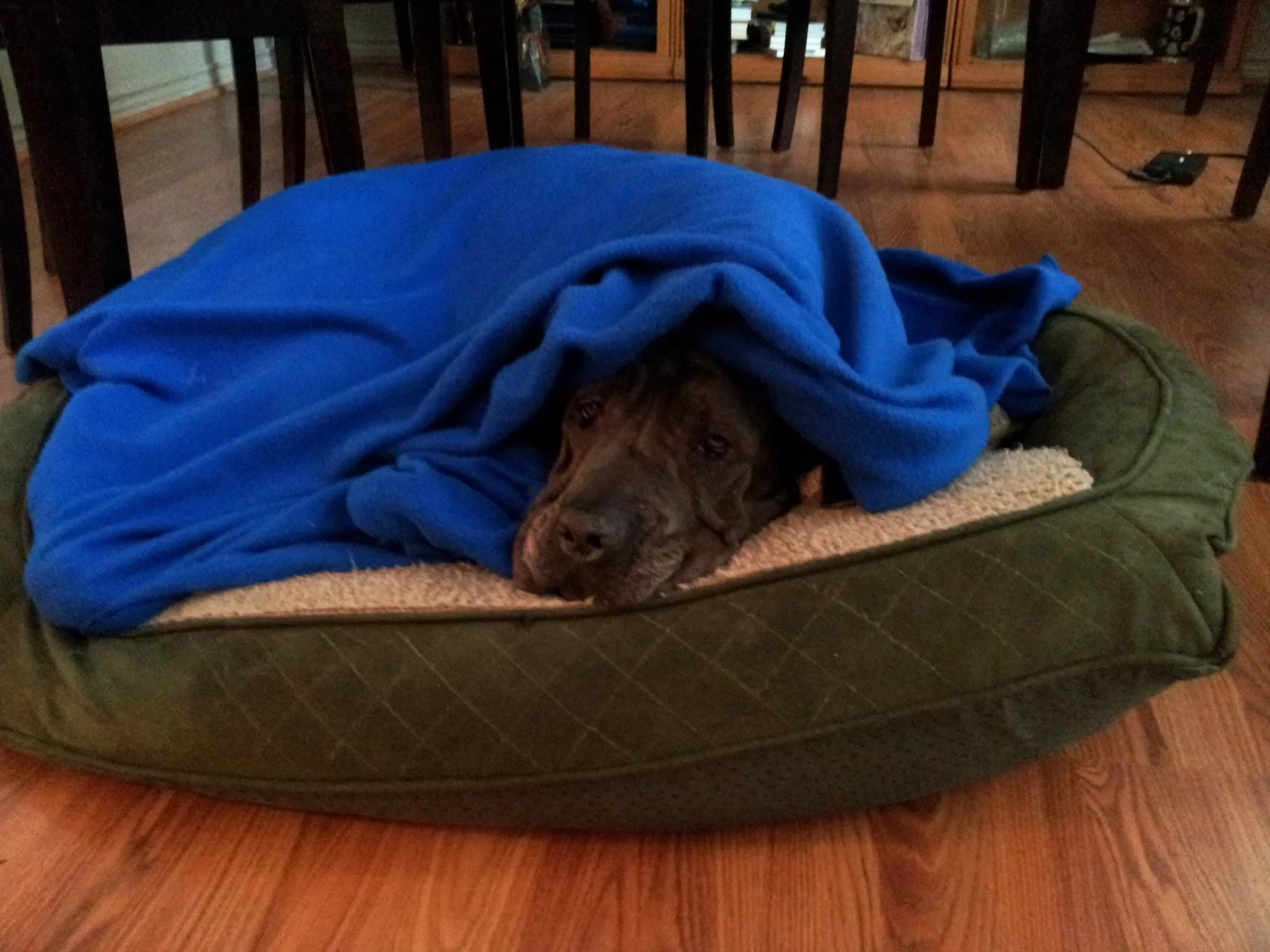 Snug as a bug. 