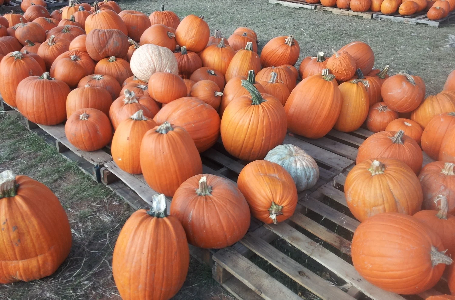 Happy Halloween!