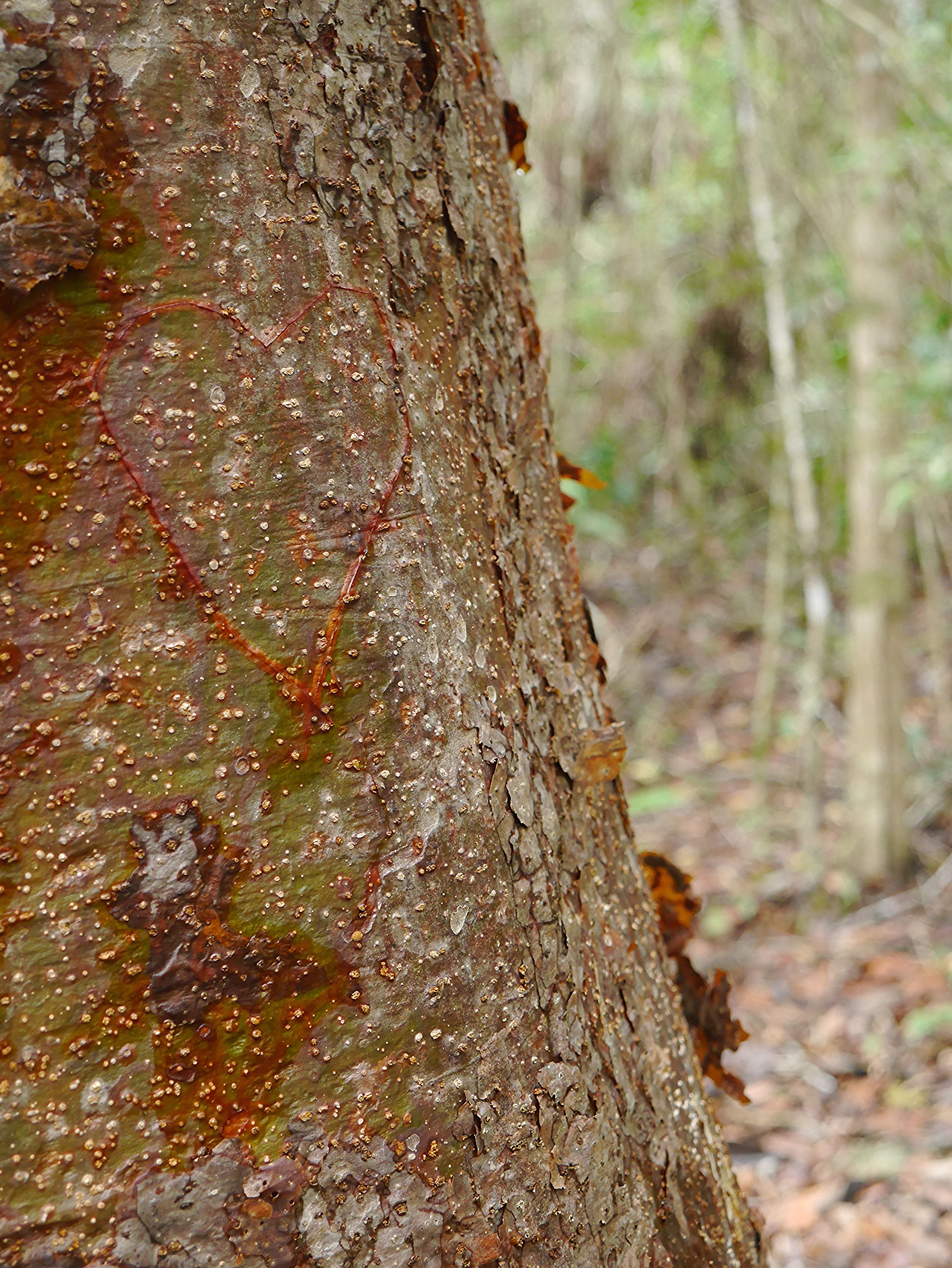 Hiking, Canoeing, and Tubing in Belize