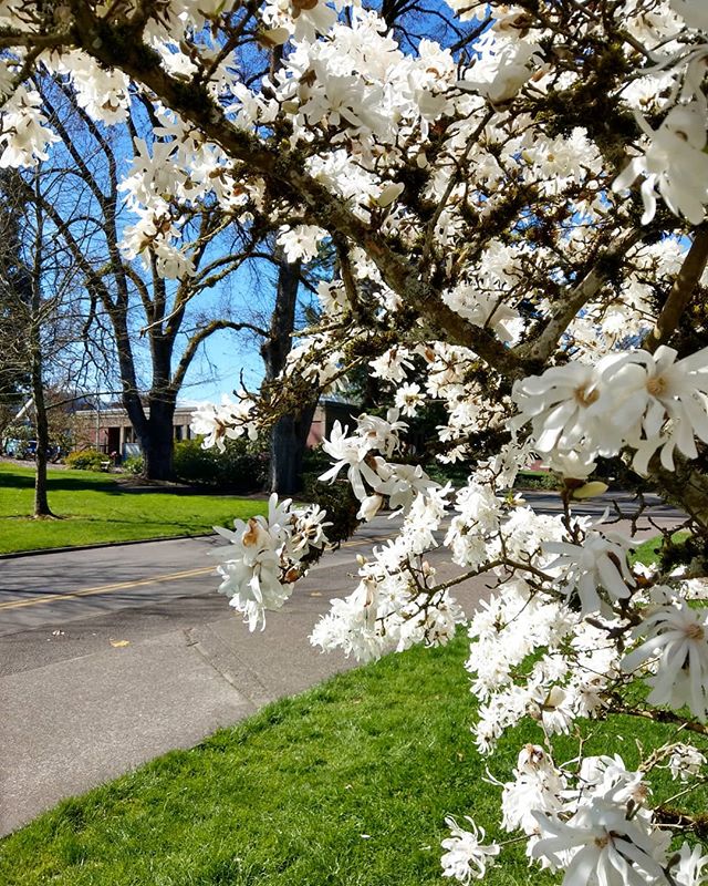 Springtime.
.
.
.
#livingwithlocks #nature #nature_lovers #photography #naturephotography #sun #sunshine #outside #outdoors #walks #green #sky #bluesky #spring #springtime #warm #oregon #oregonnw #pnw #pacificnorthwest #discoverpnw #explore #exploreo