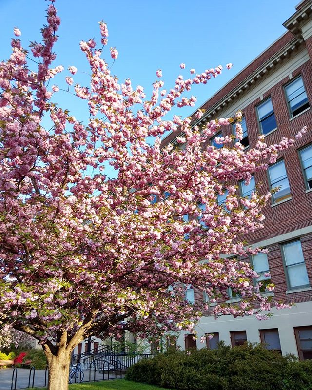 Oregon is blooming.
.
.
.
#livingwithlocks #flowers #blooms #cherryblossom #pink #sky #bluesky #photography #naturephotography #oregon #pnw #pacificnorthwest #nature #beauty #beautiful #trees #colorful #outside #discoverpnw #discover #gooutdoors #goo