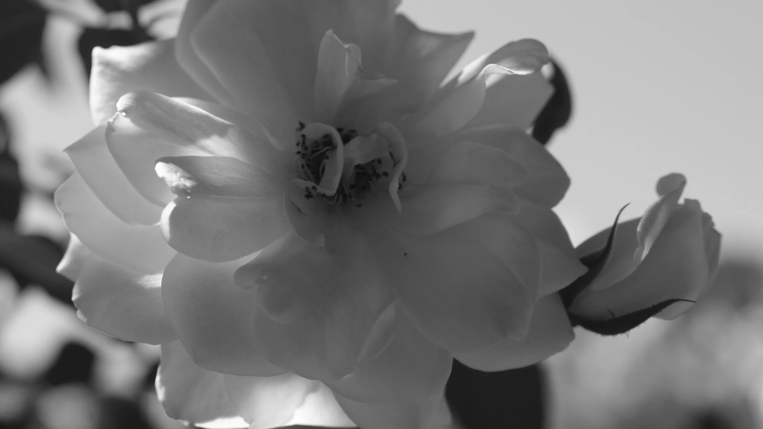 DSC09321.JPG