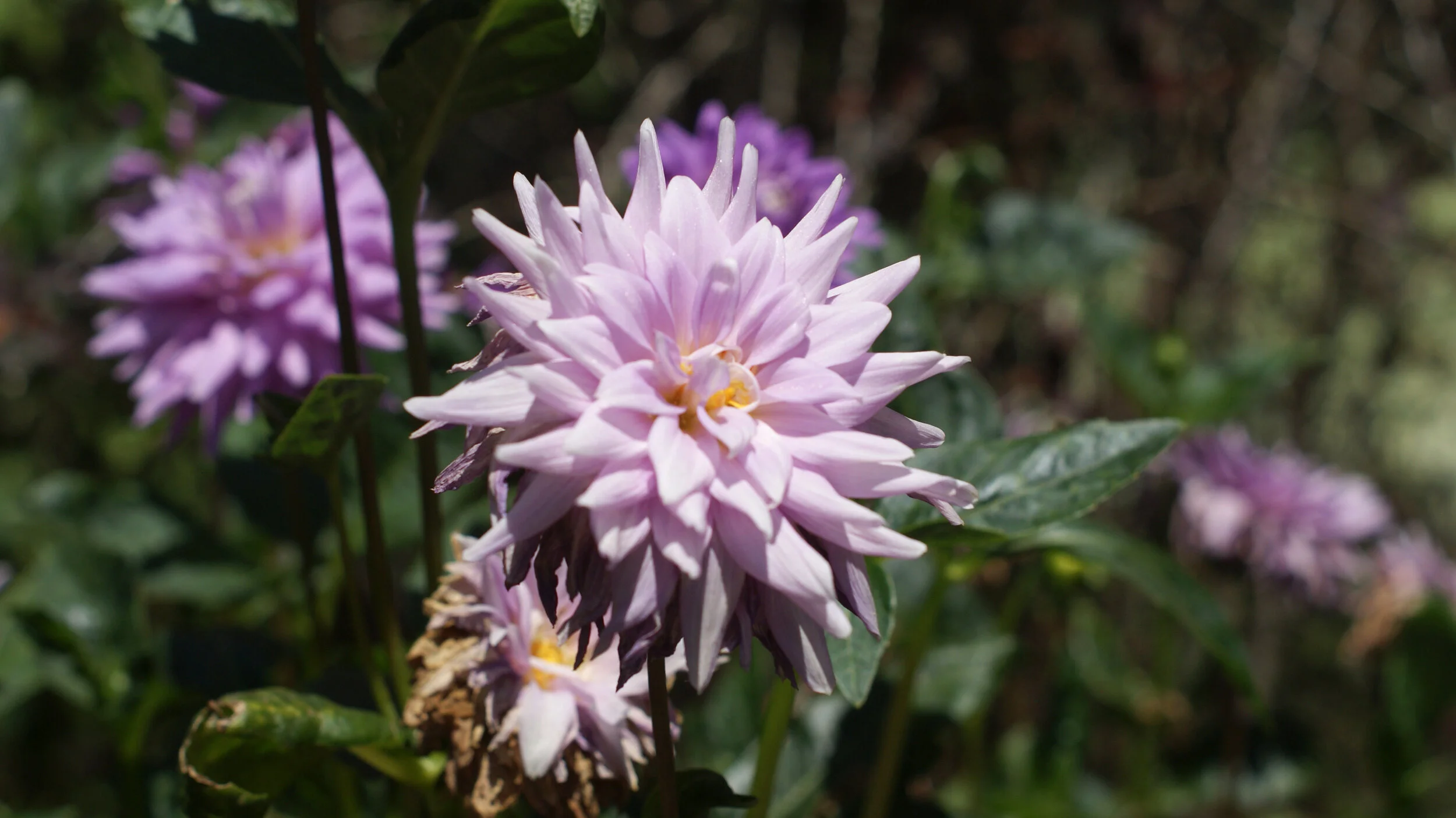 DSC09324.JPG