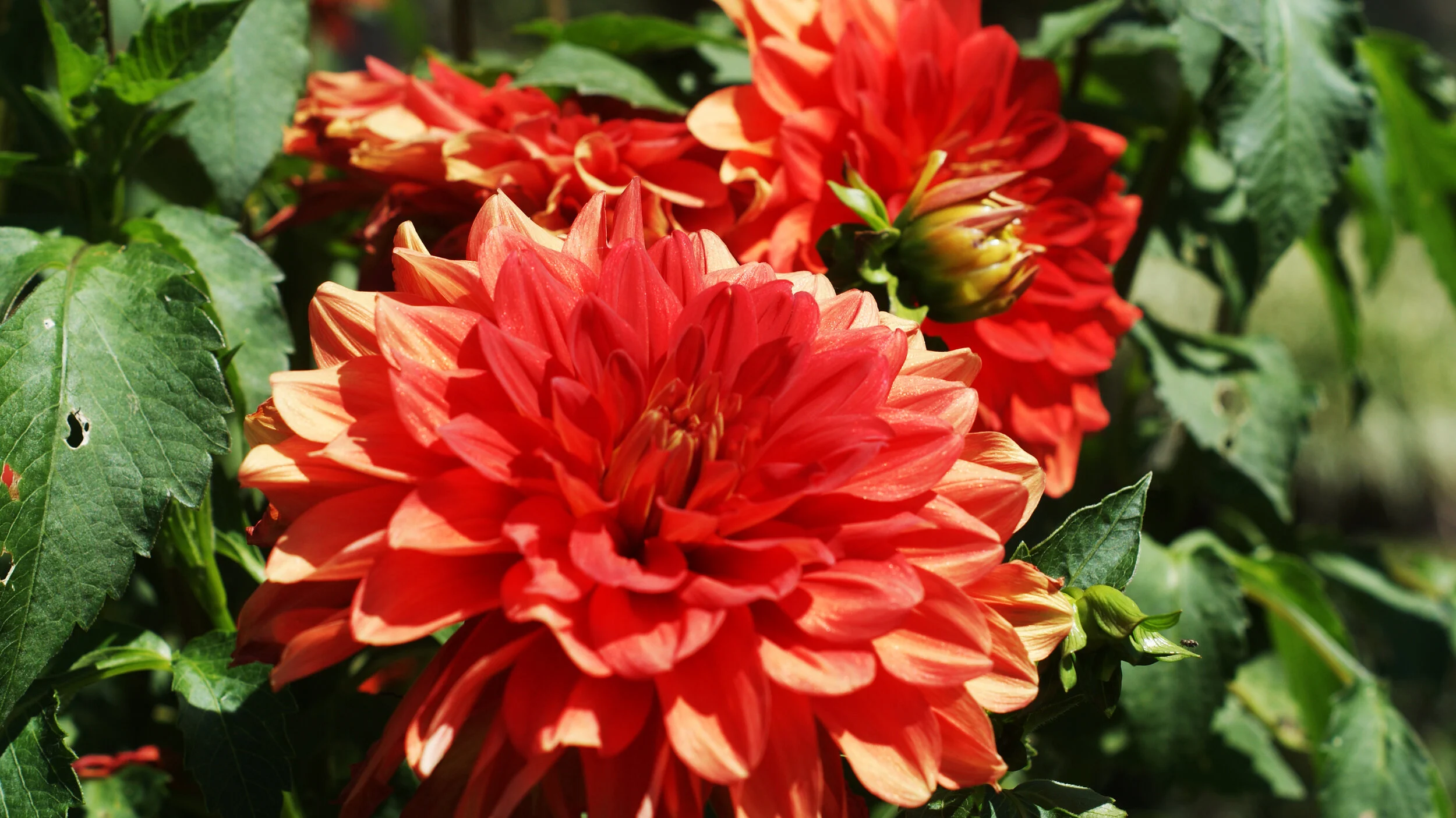 DSC09325.JPG