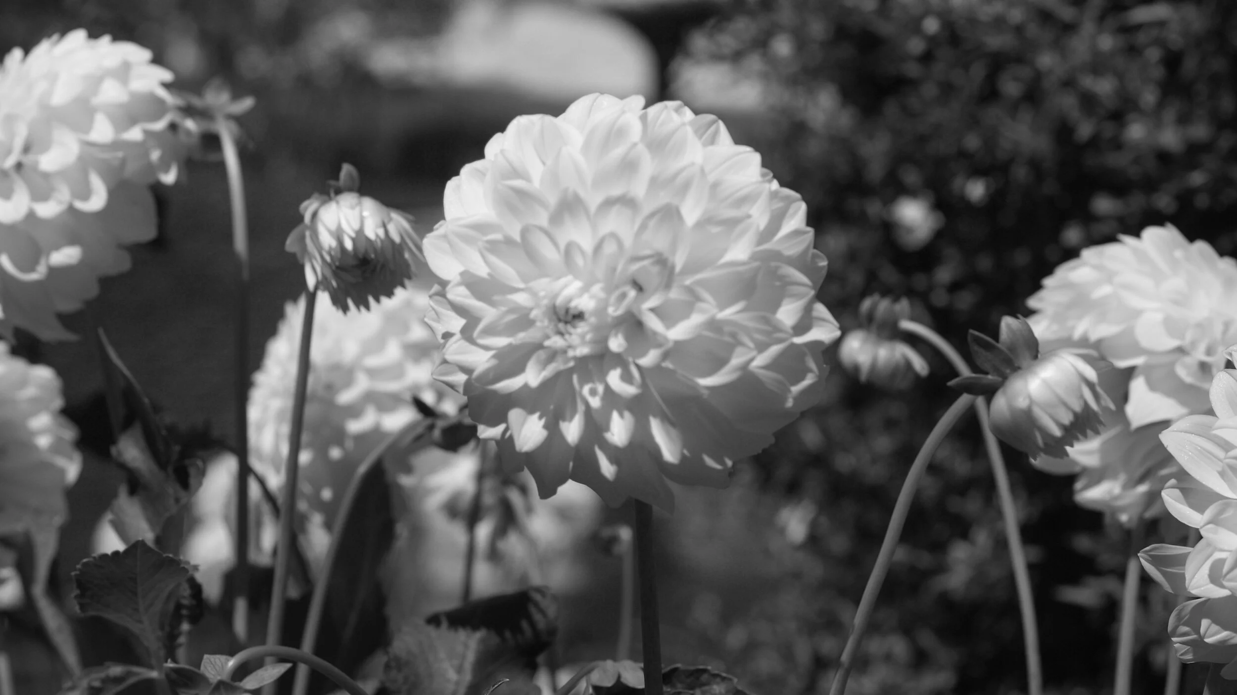DSC09331.JPG
