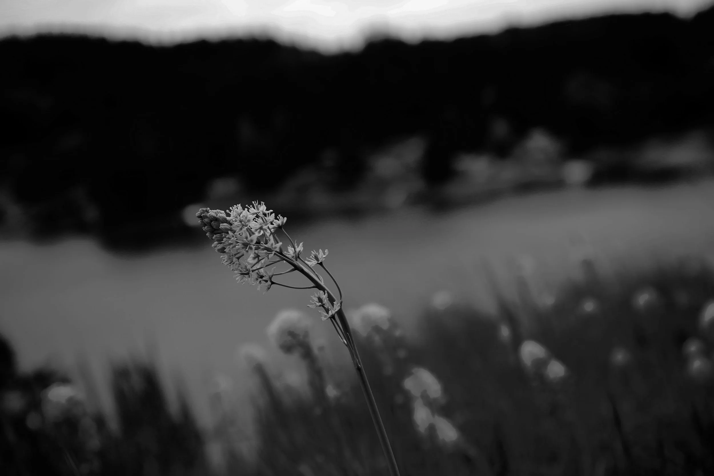 IMG_2126.JPG