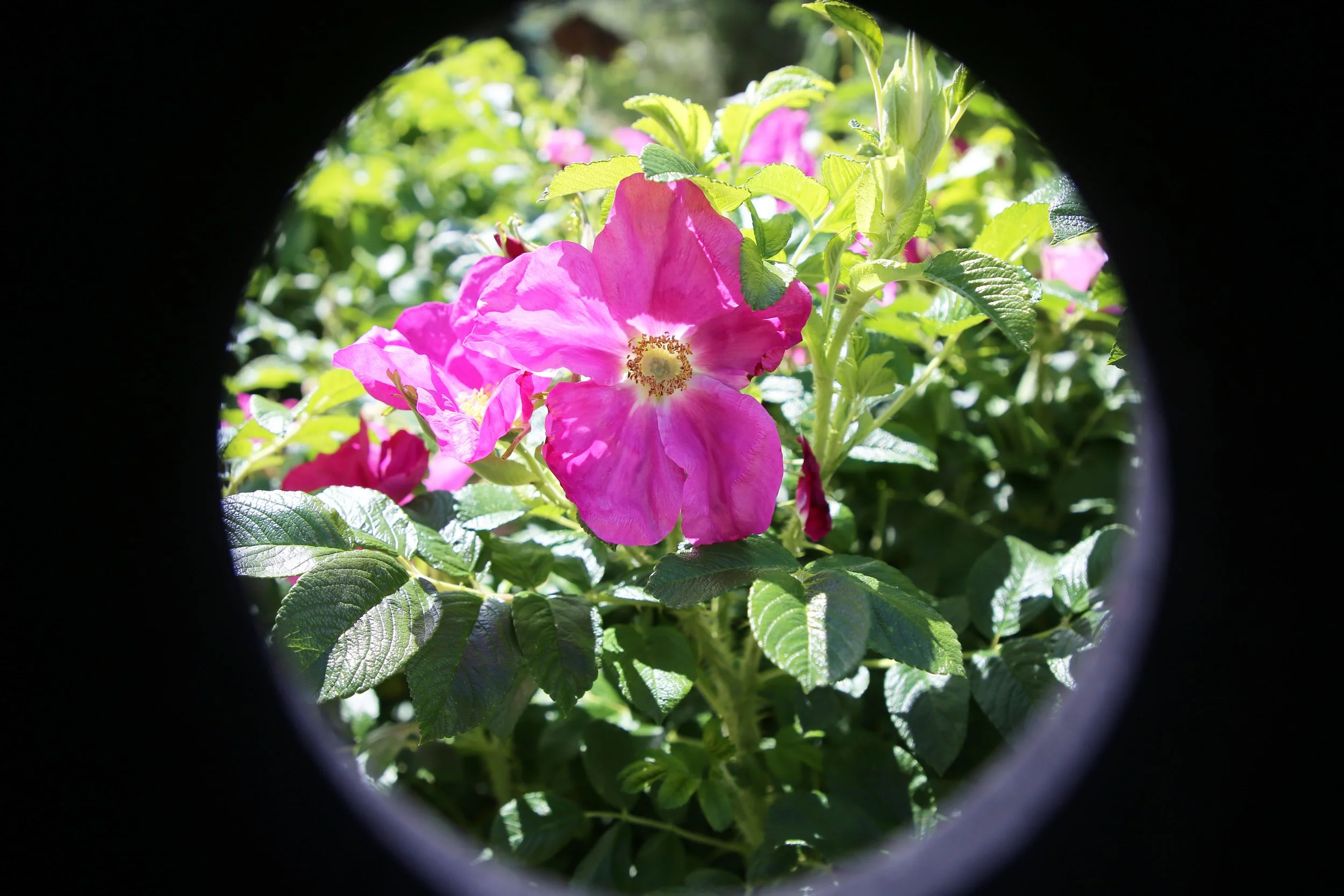 Captured: Kubota Garden