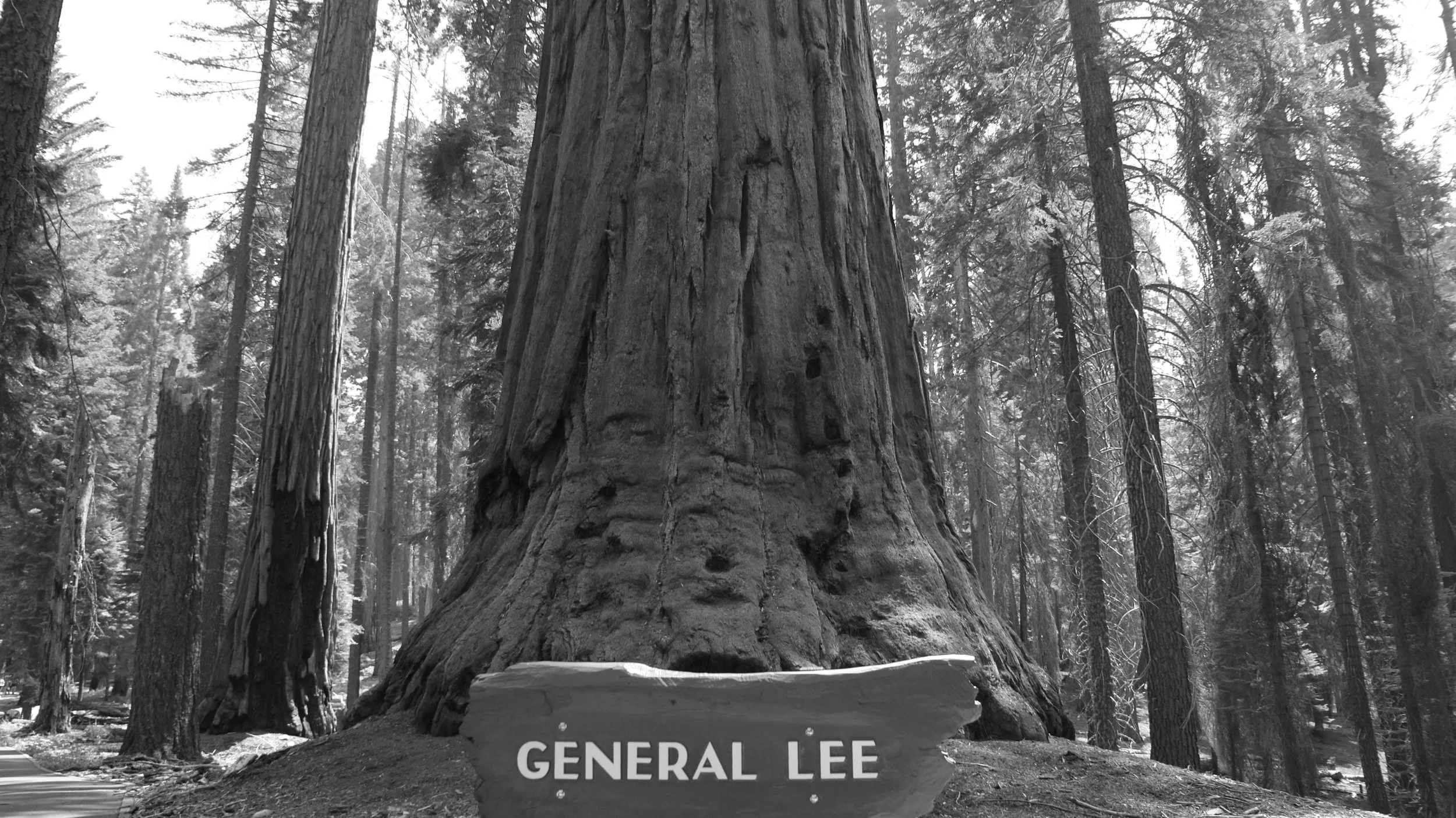 First Impressions of Sequoia National Park &nbsp;