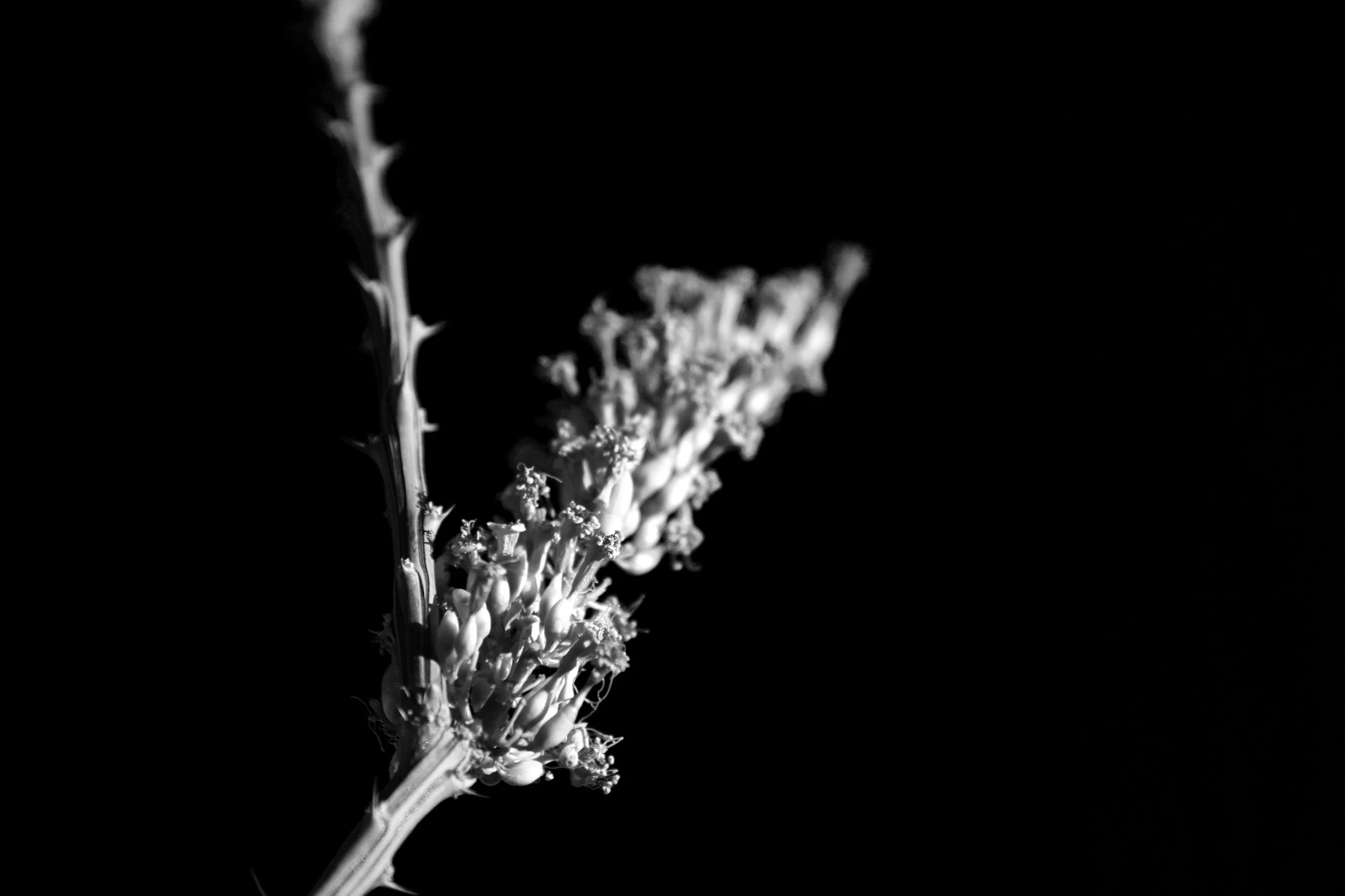 IMG_2647.JPG