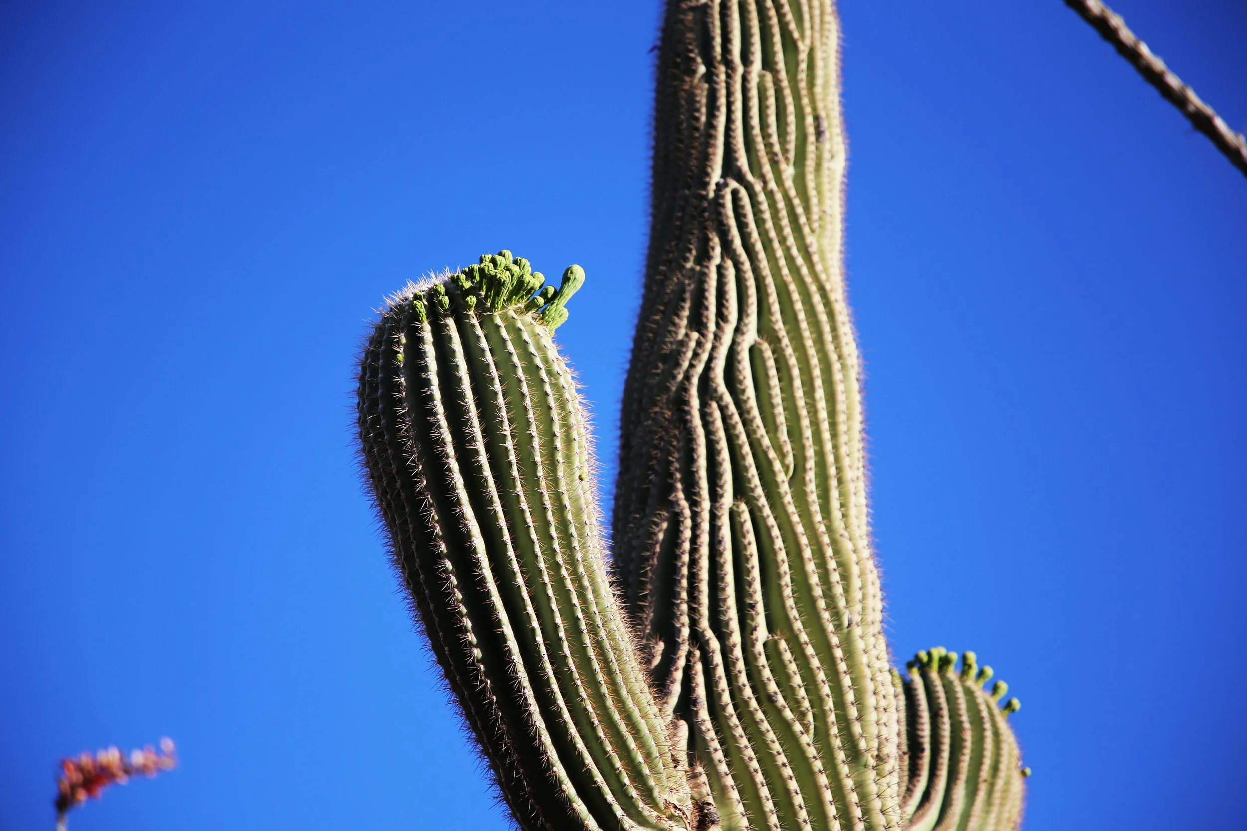 IMG_2666.JPG