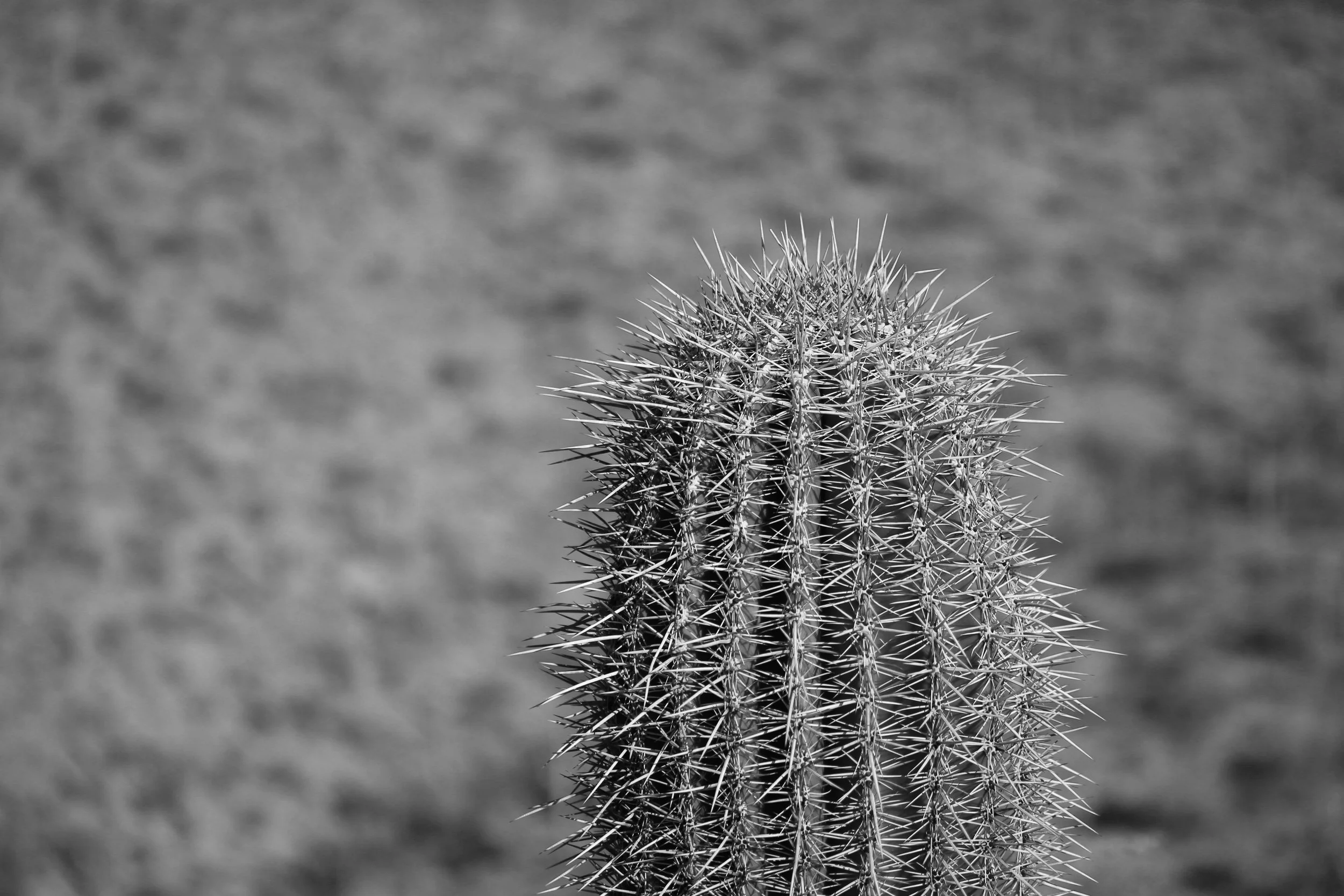 IMG_2719.JPG