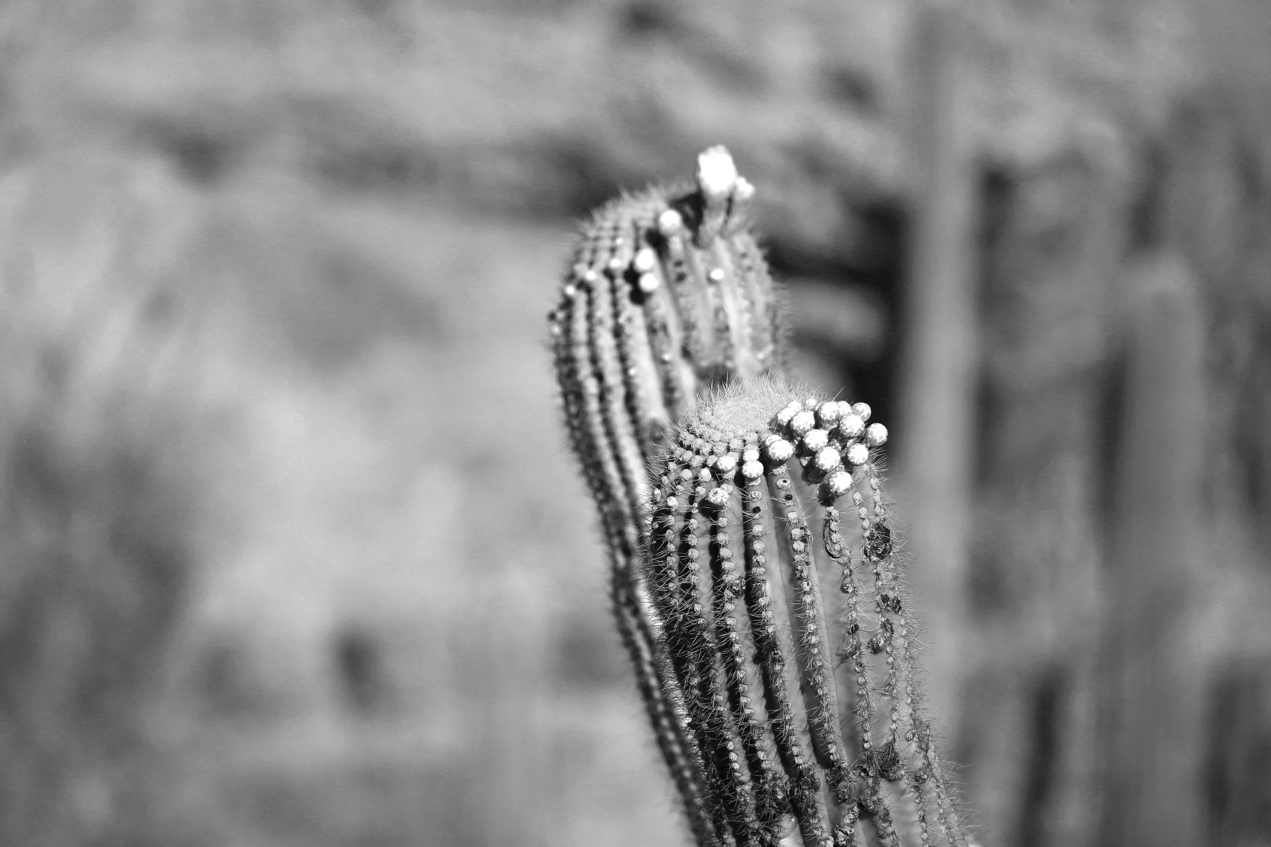IMG_2730.JPG