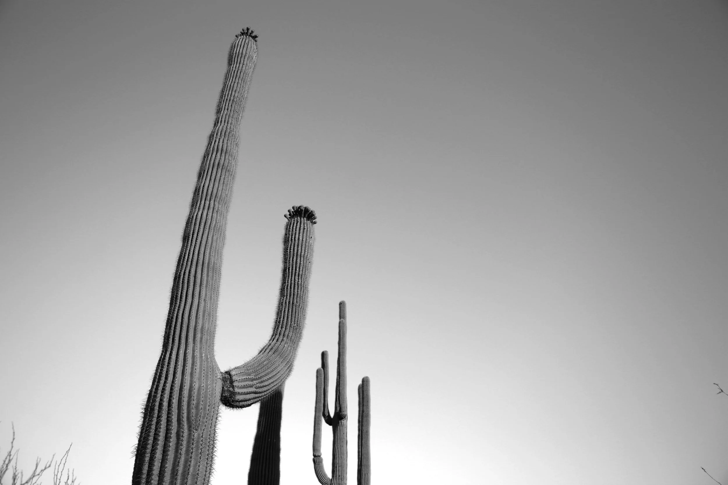 Captured: Saguaro National Park