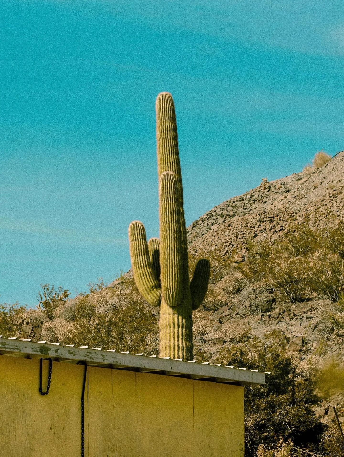 The Roses Go West - Triple posting at once because idgaf about likes. Going on vacation with no social media on your phone is the pinnacle of enjoyment. Moxxie has been asking to go to California for years, and we finally made it happen. We spent alm