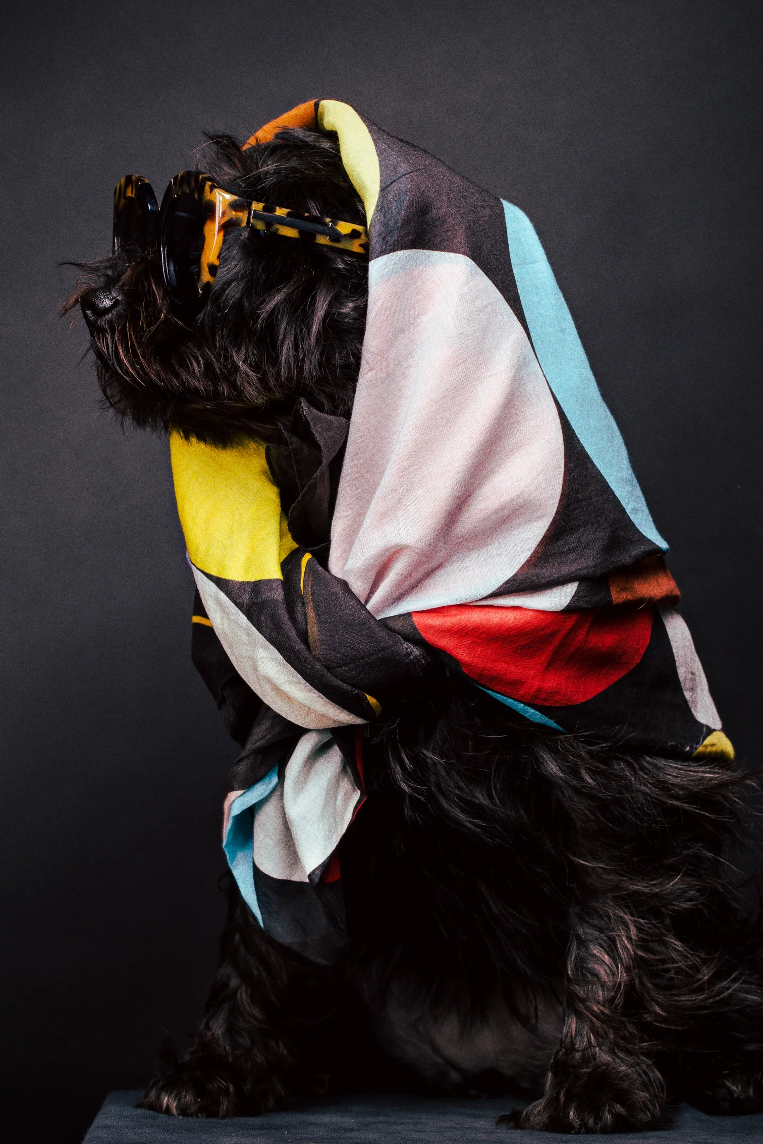 scarf - Paul Smith / sunglasses - Karen Walker