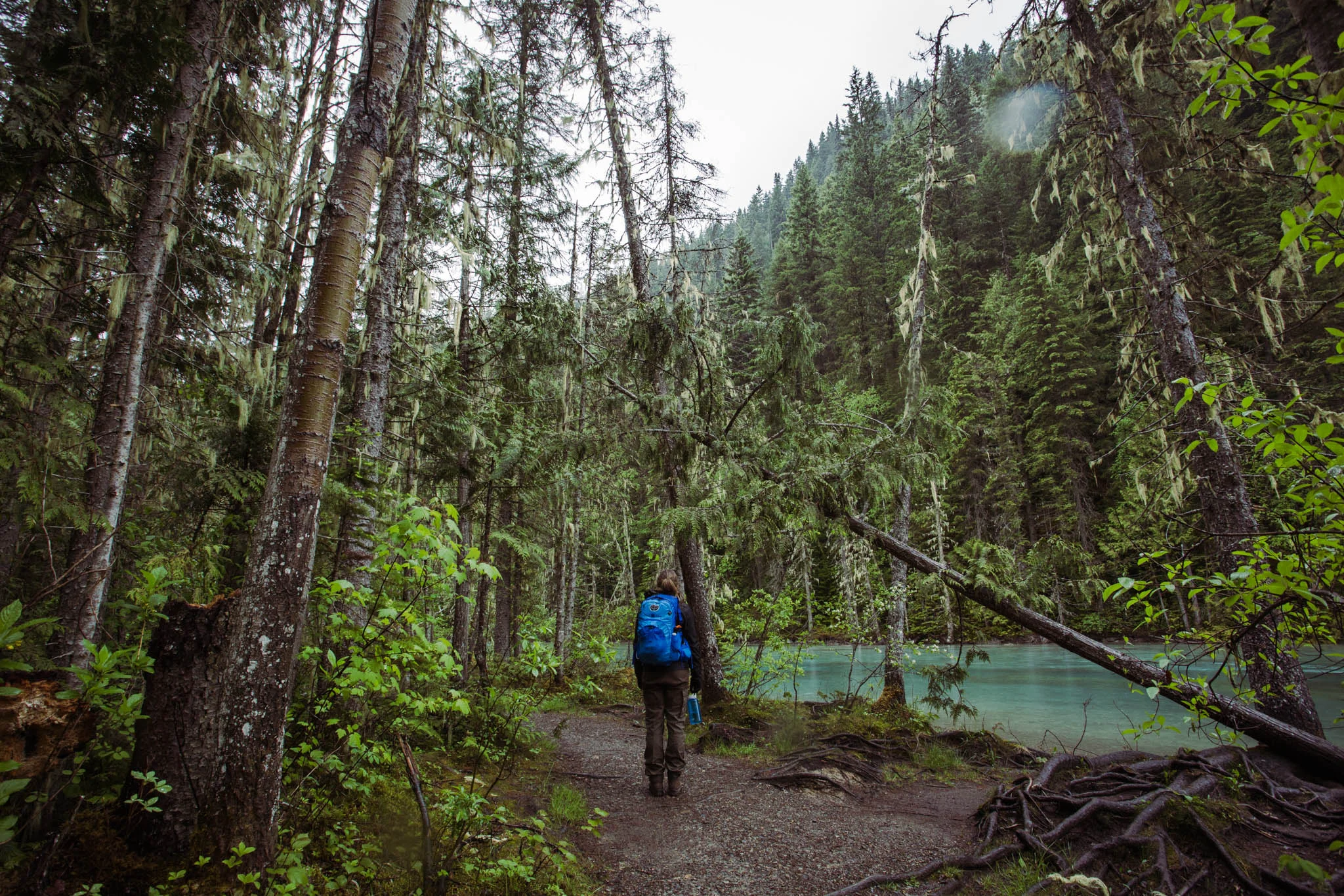 The area around Mt. Robson gets significantly more precipitation than the rest of the Rockies, making the vegetation more akin to the kind you see along the B.C. coast. Plenty of massive lichens and old-growth cedars. 
