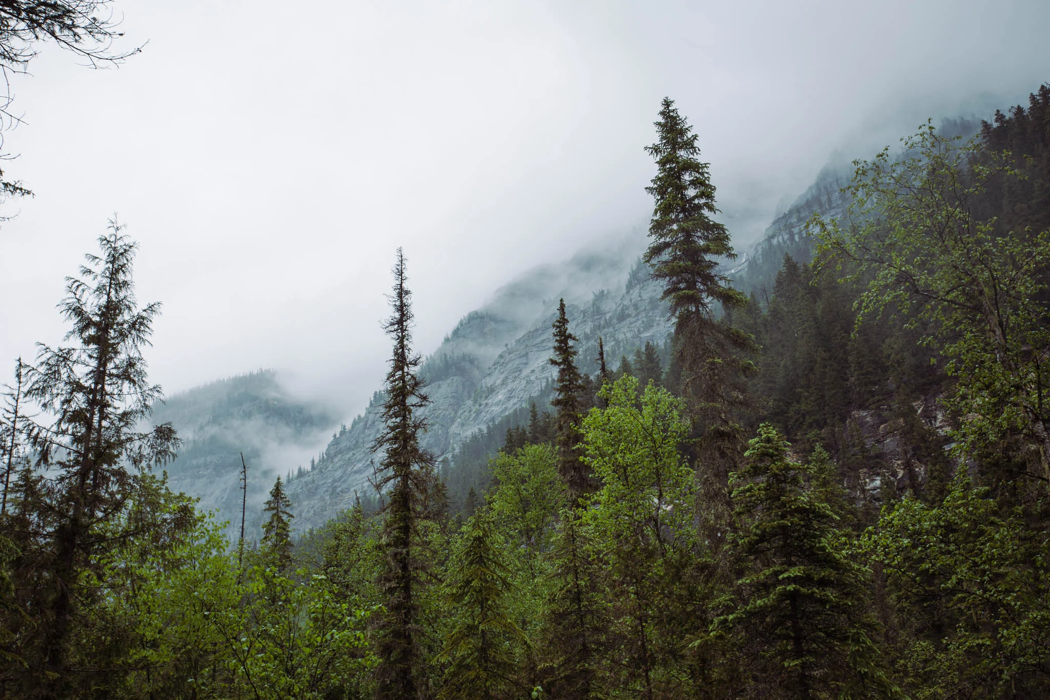 Looking up at Mt. Robson. Clouds make it impossible to tell scale here, but it's the tallest peak in the Canadian Rockies at 3,954 meters.