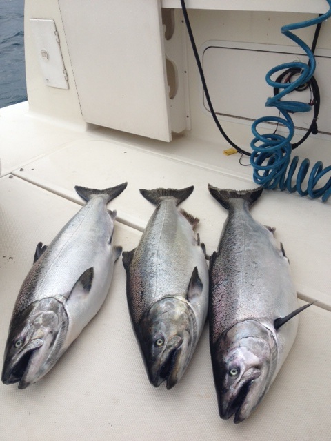 Lake Michigan King Salmon.jpg