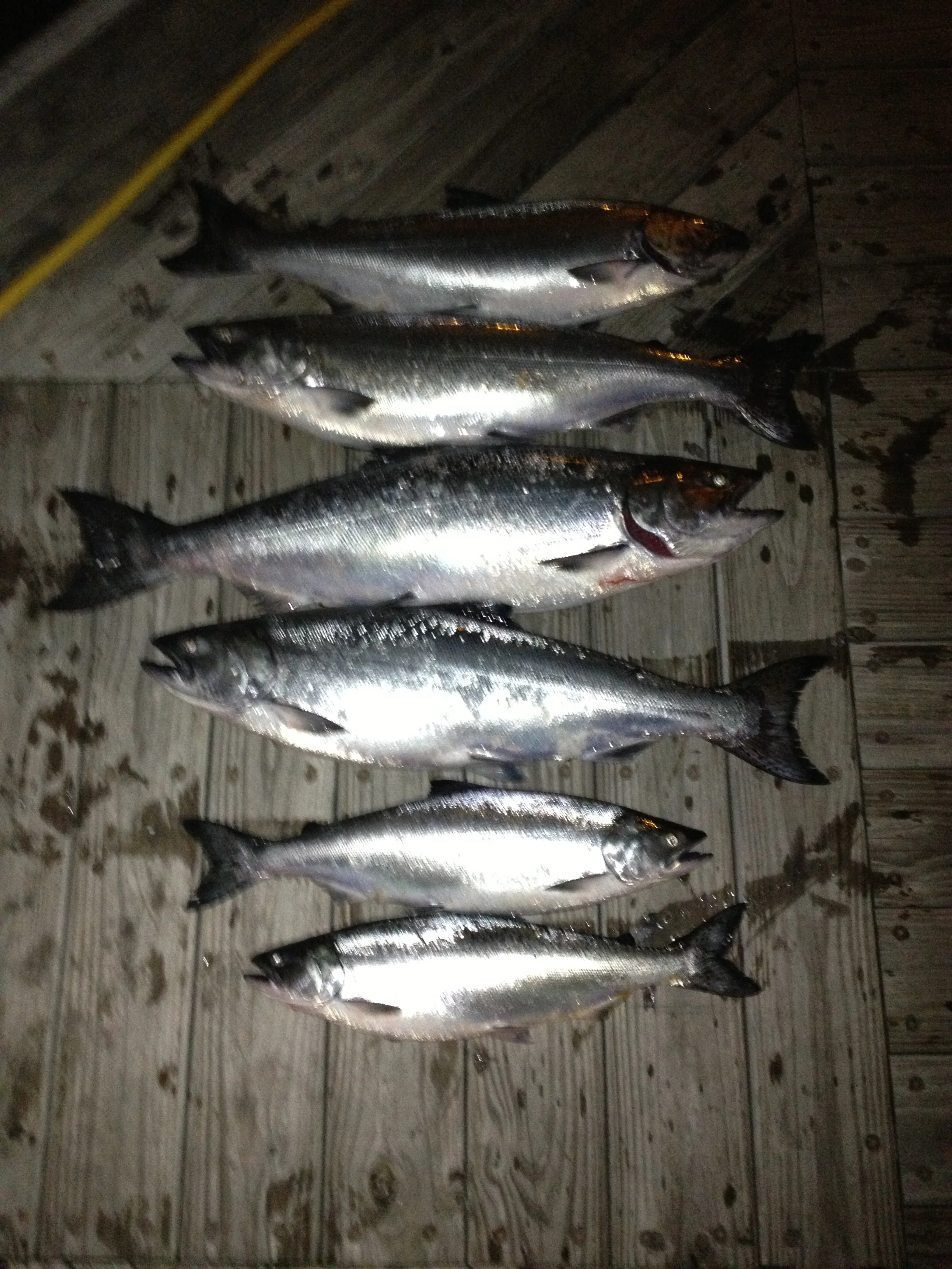 Fall Salmon Fishing