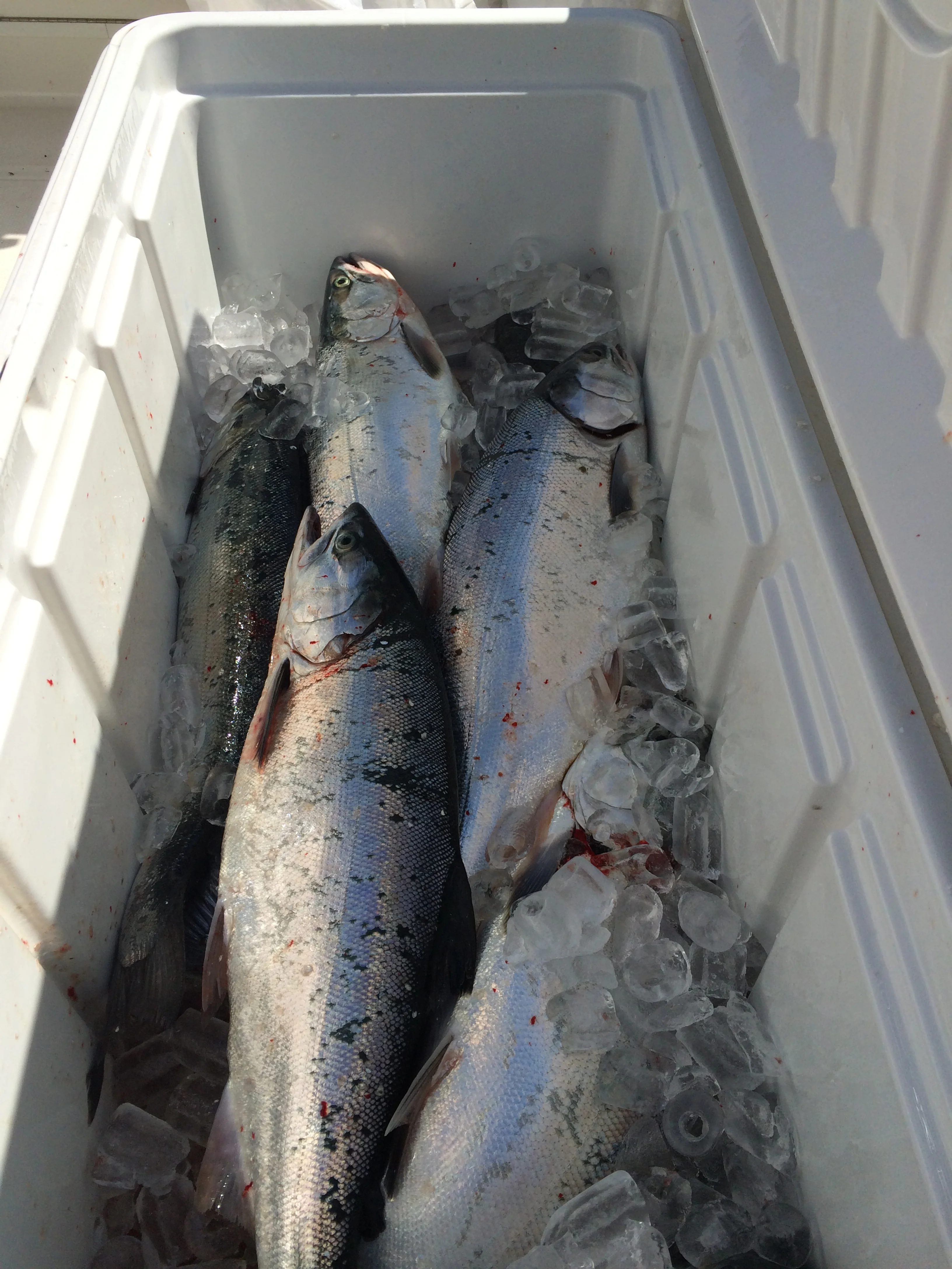 June 28th Morning Fishing