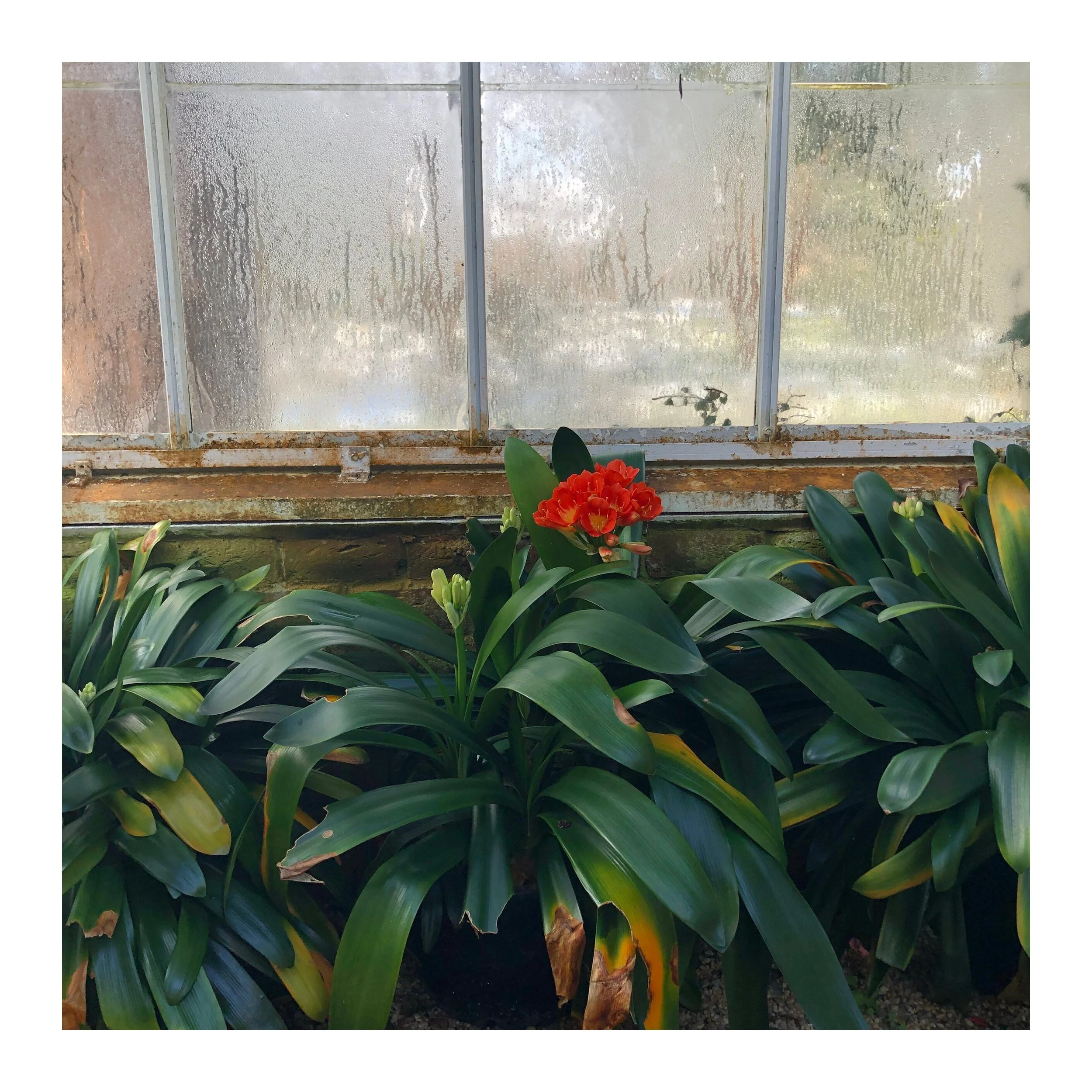 floral.jpg