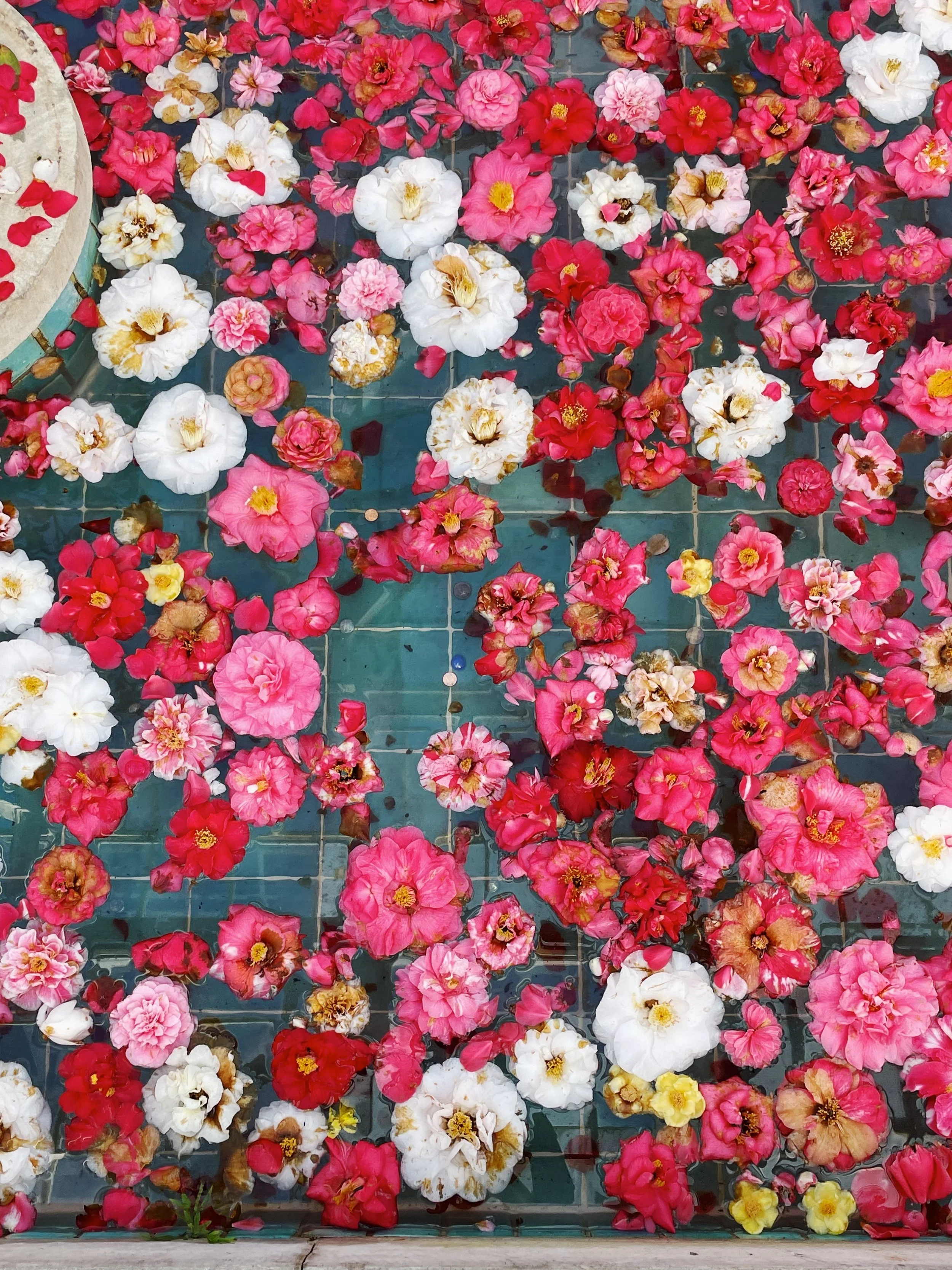 Kristin-Kempa-florals.jpeg