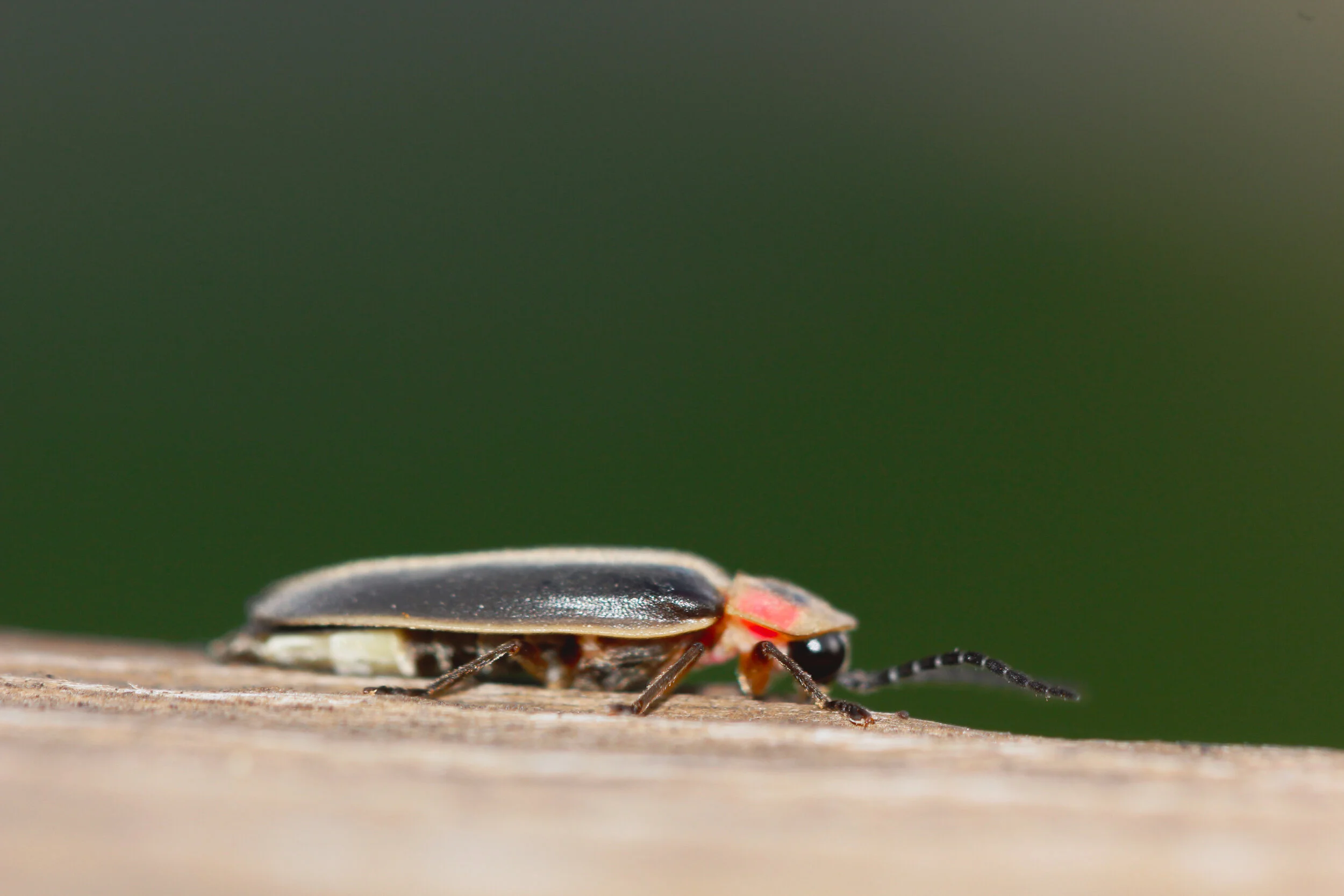 _MG_3143.jpg