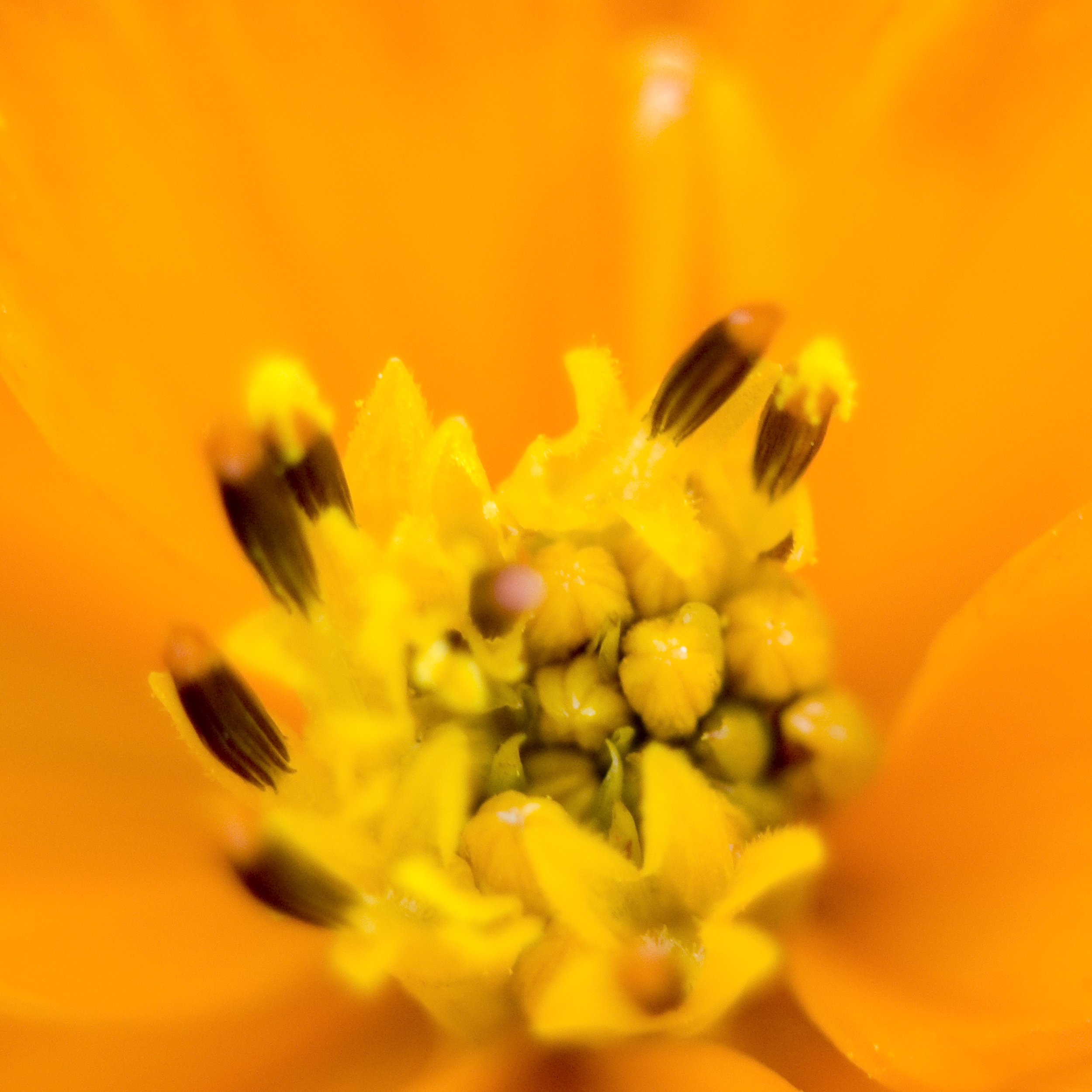 orange.jpg