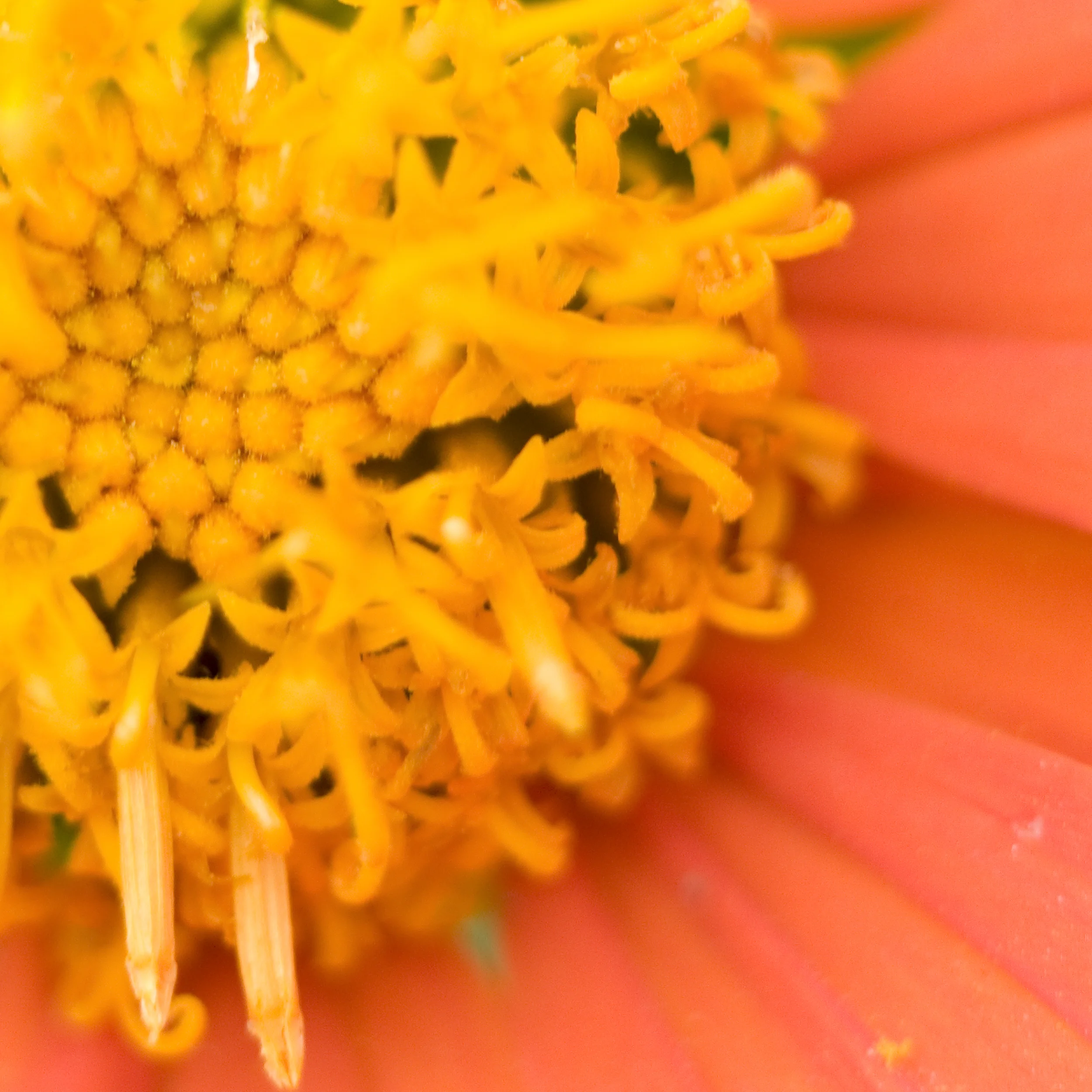 fuzzyorange.jpg