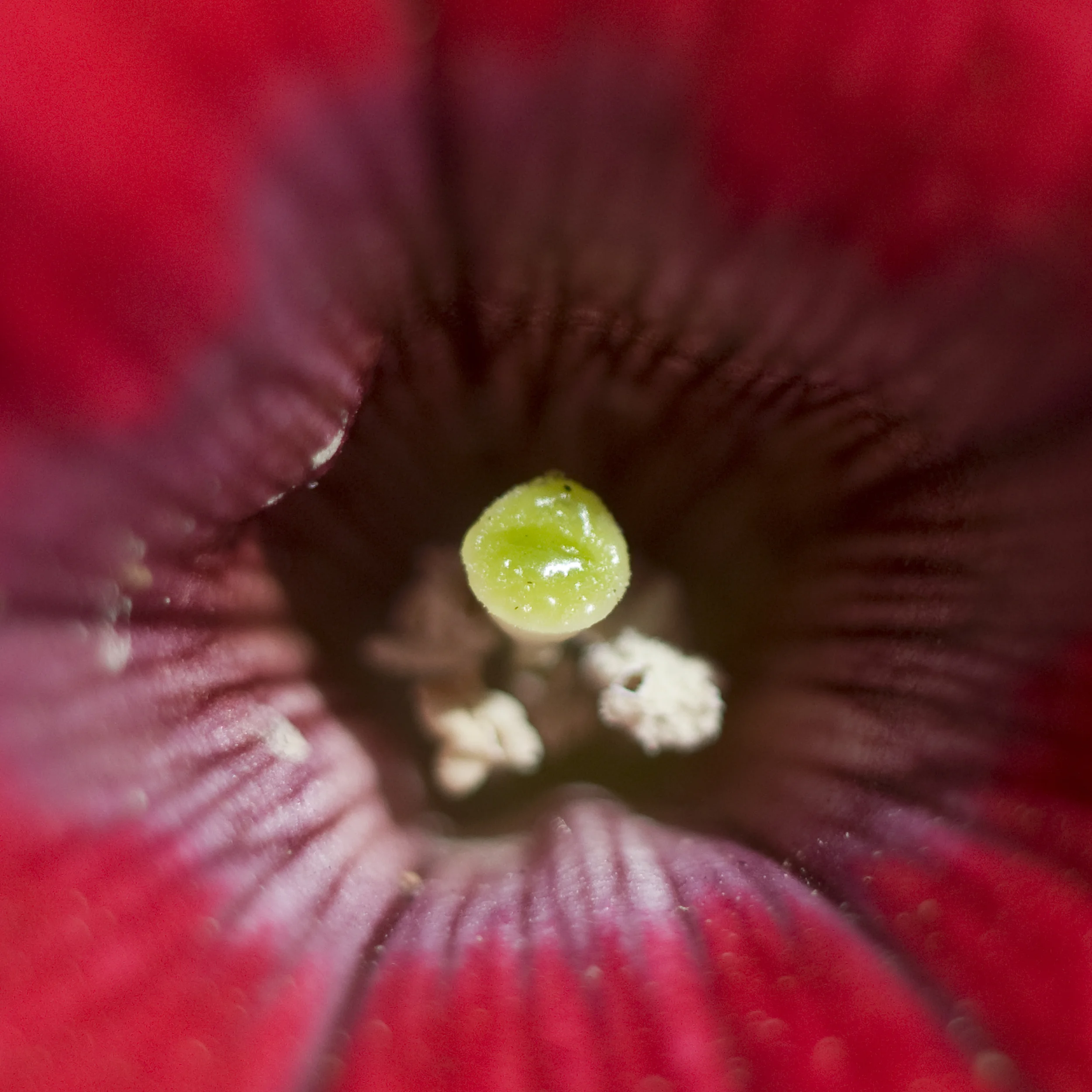 red.jpg