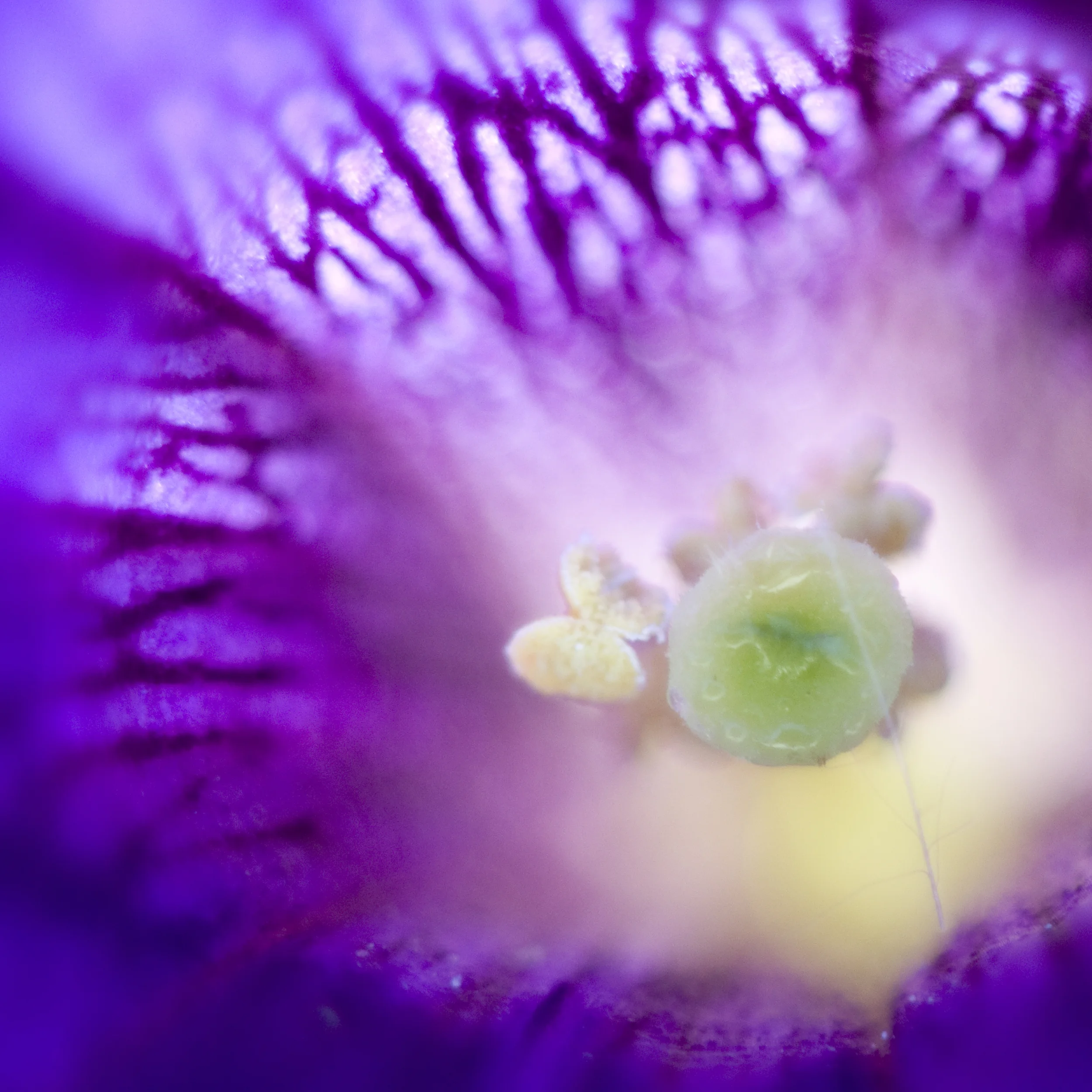 purple.jpg