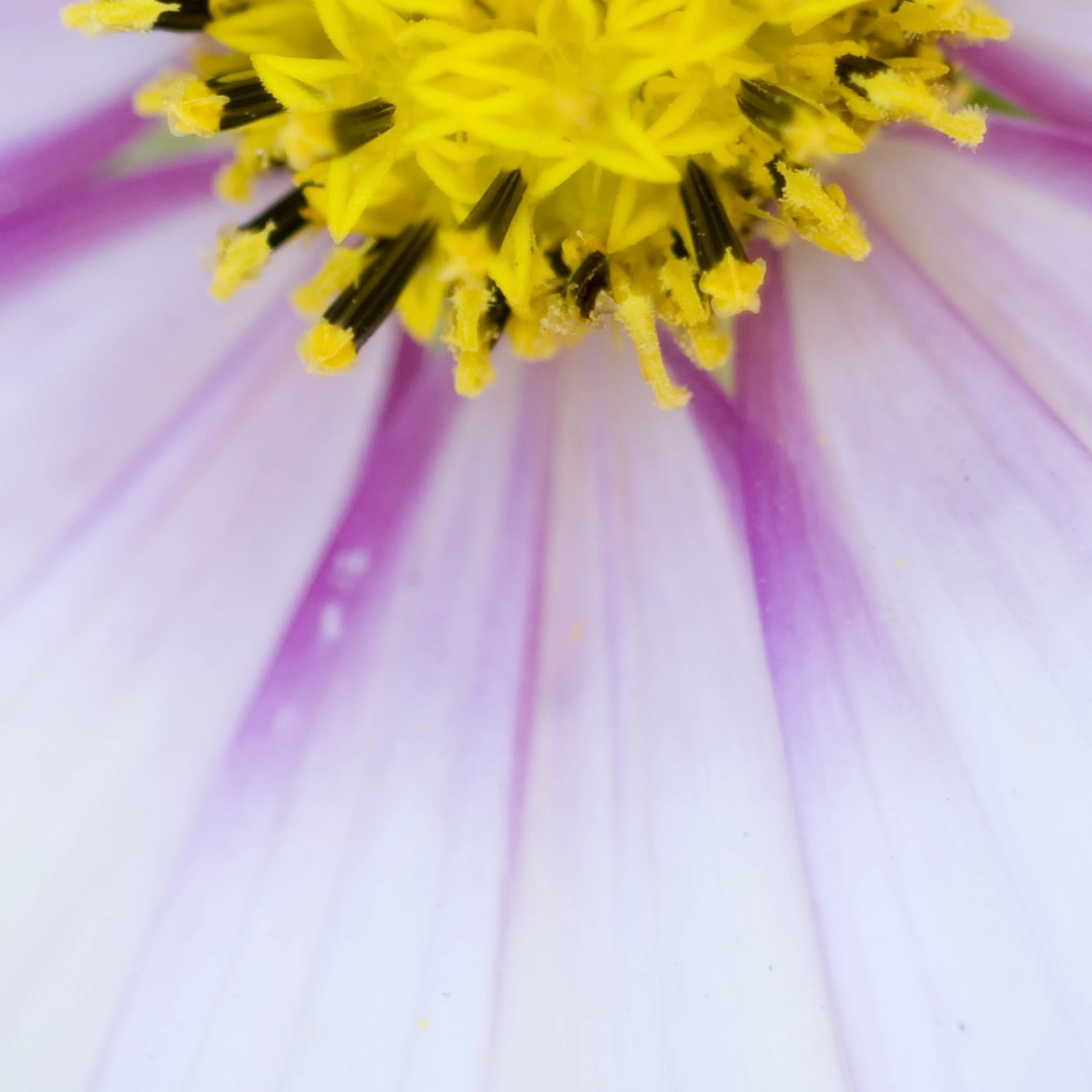 Sunflower.jpg