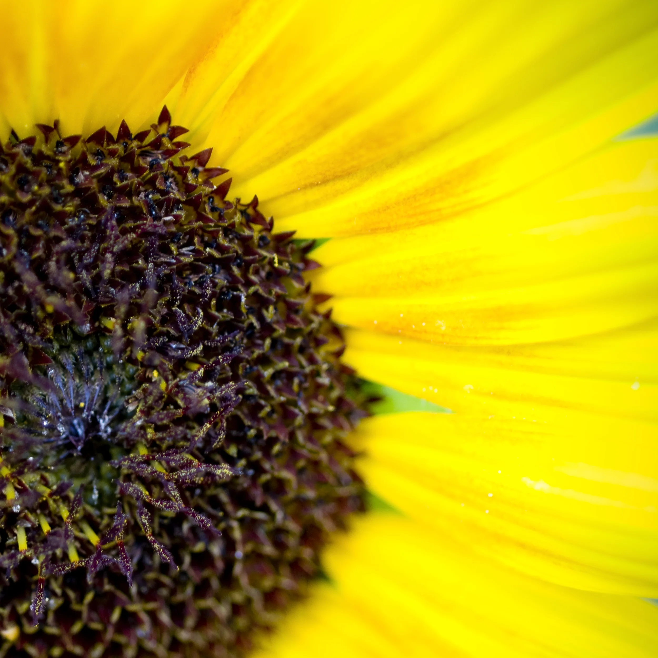 yellow.jpg