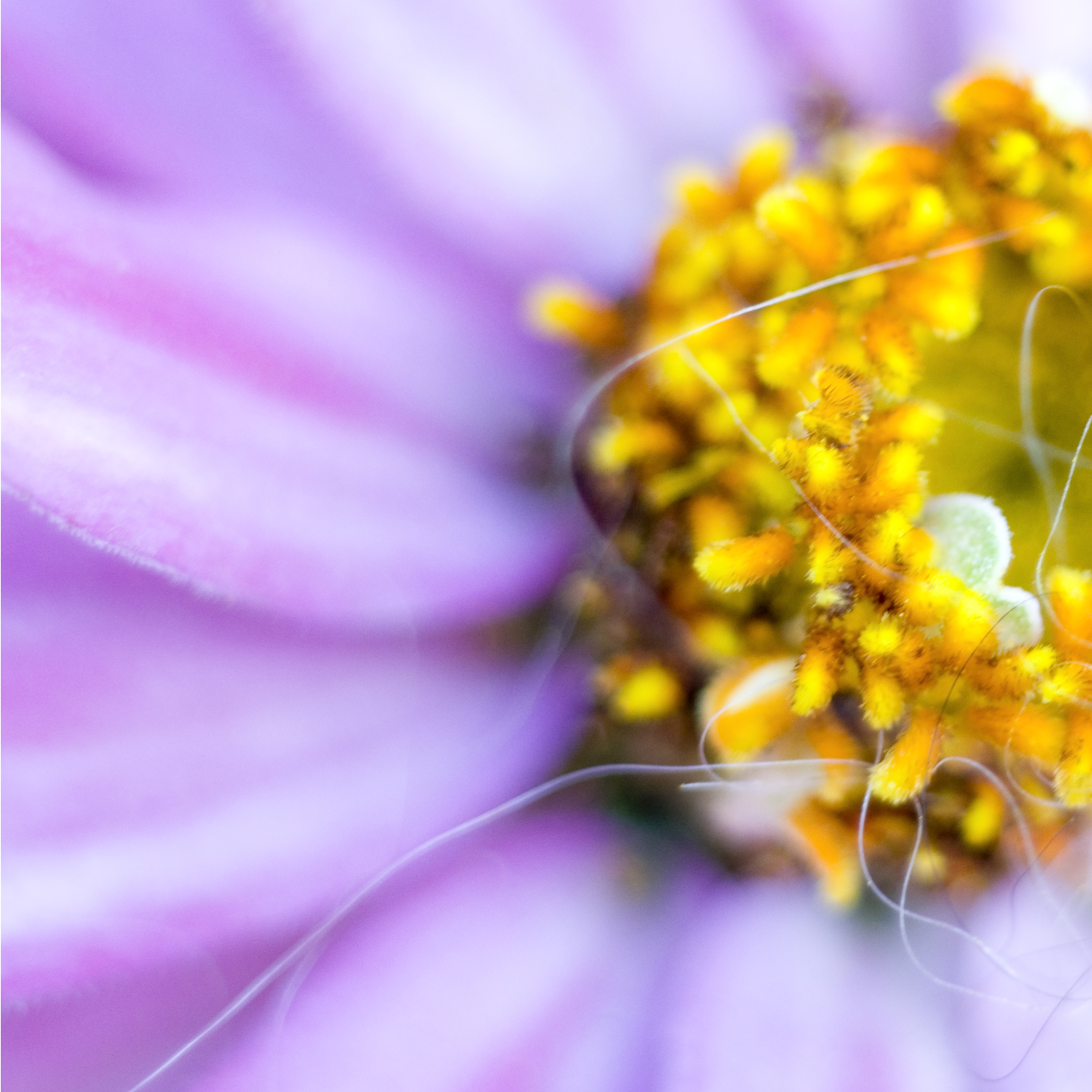 yellowpurple.jpg