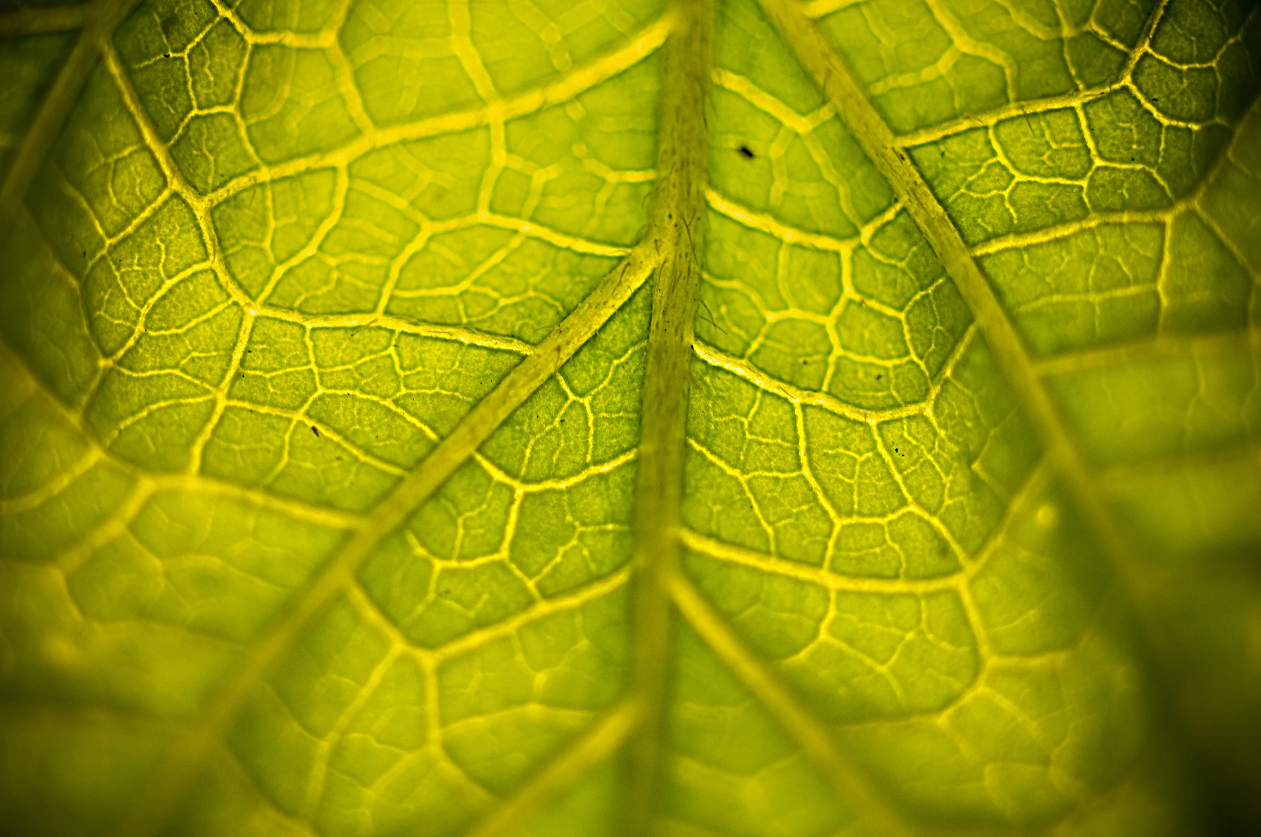 leaves-2.jpg