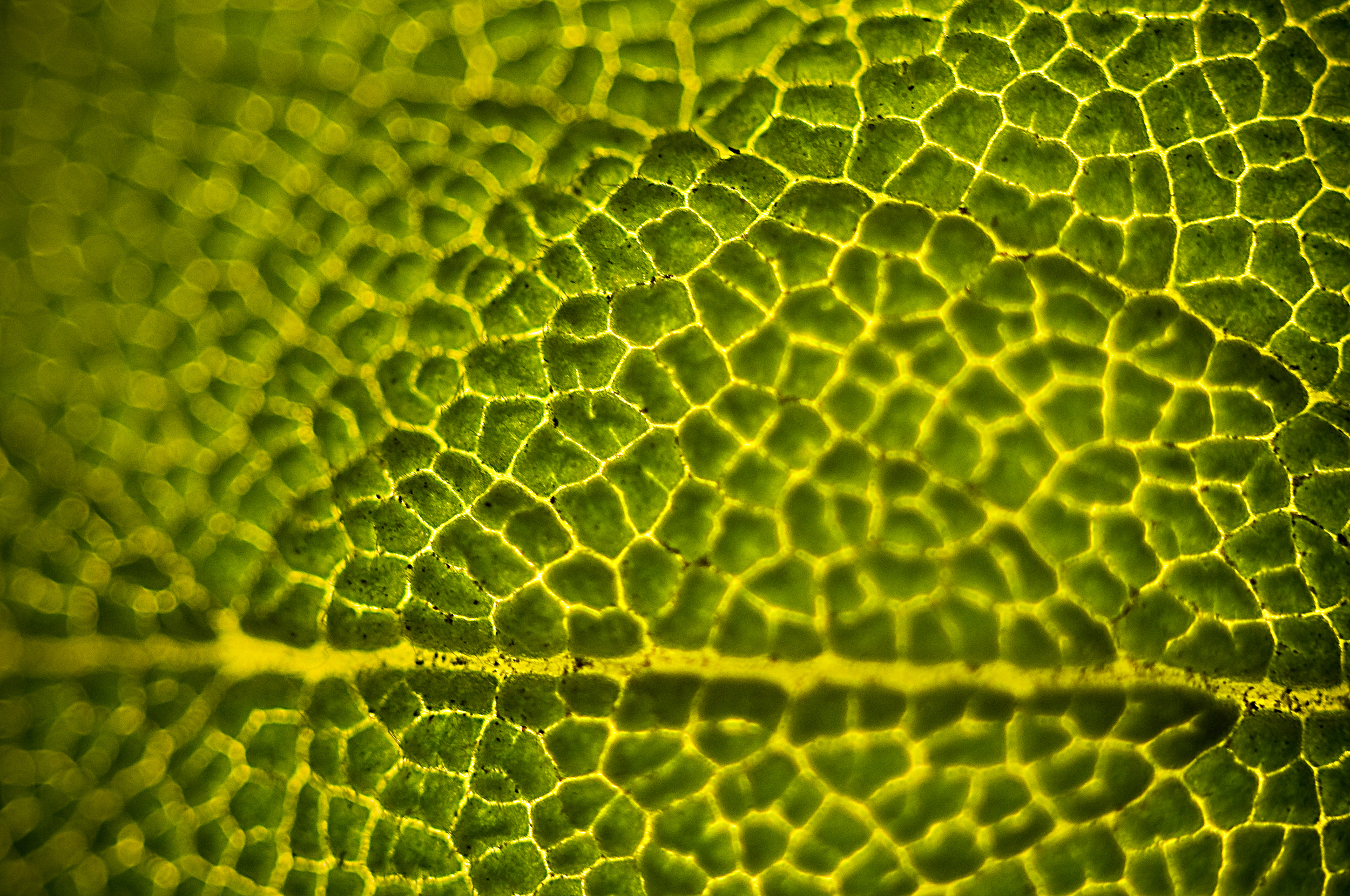 leaves-1.jpg