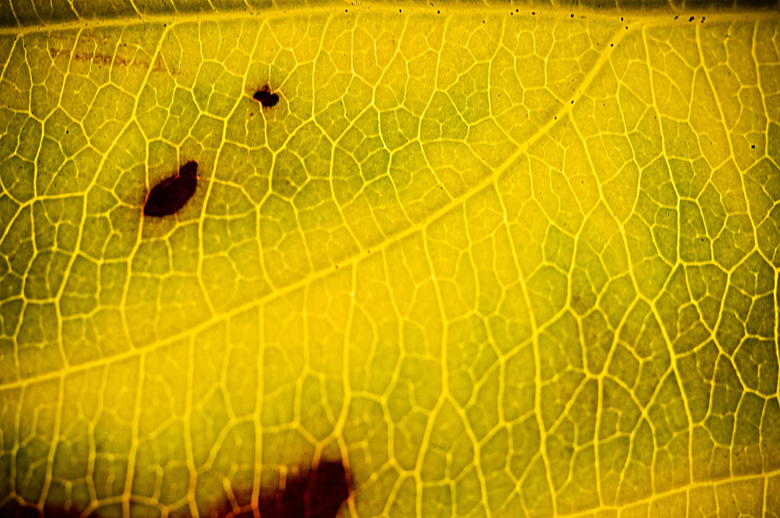 leaves-4.jpg