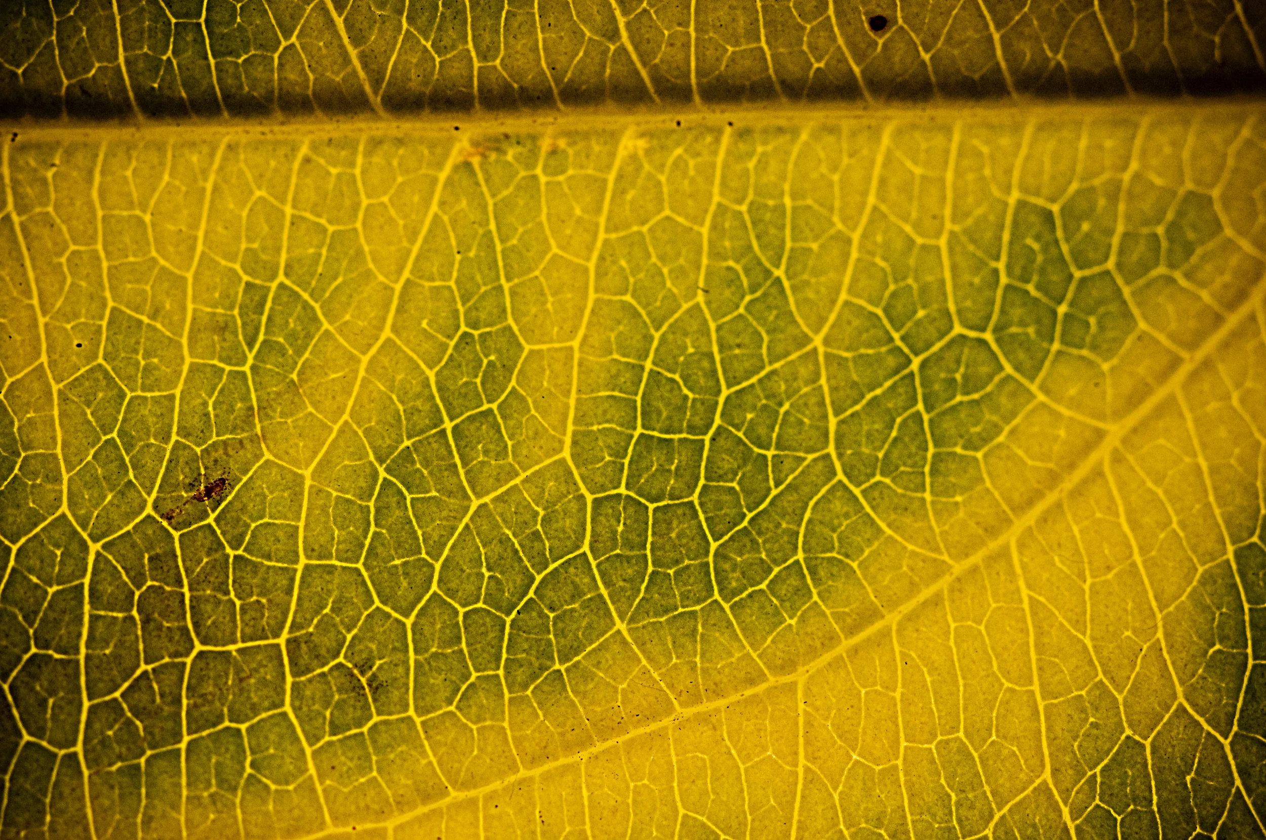 leaves-5.jpg
