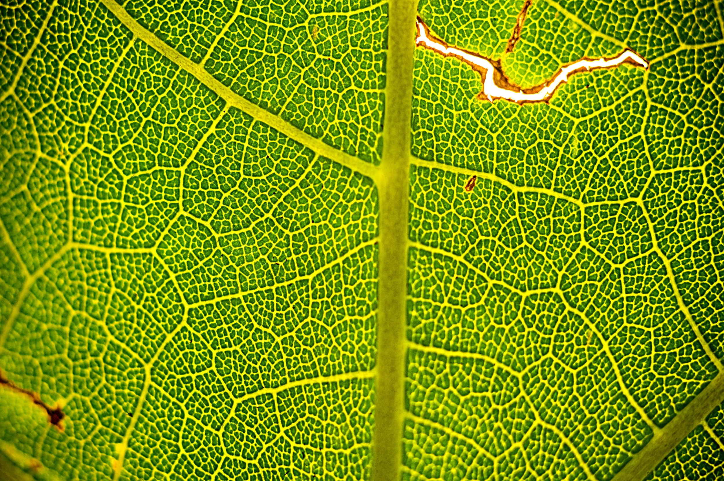 leaves-6.jpg