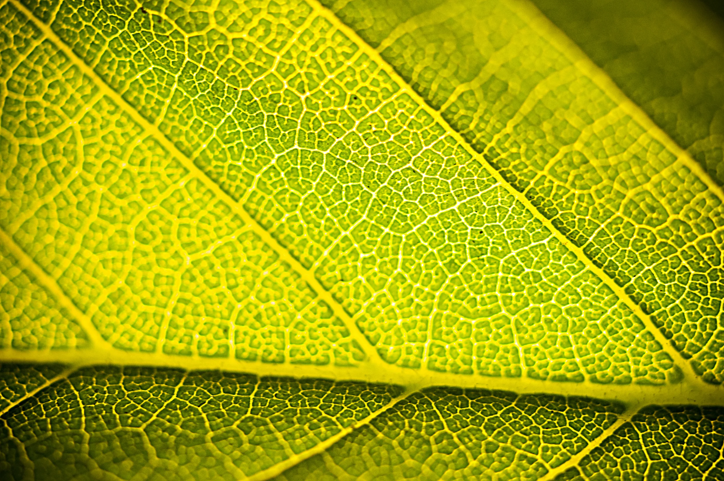 leaves-7.jpg